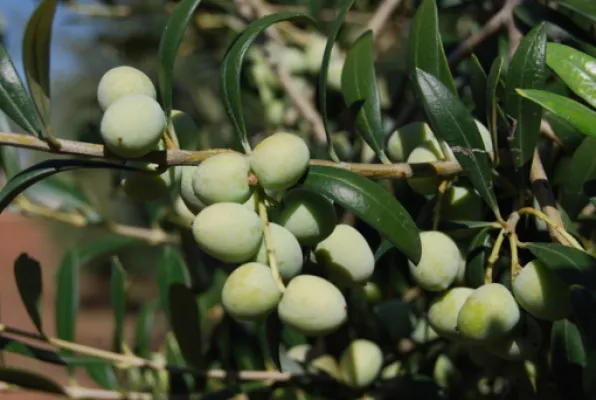 Arbequina