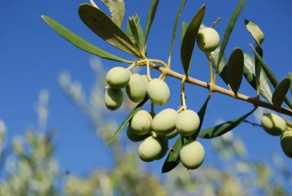 Arbosana