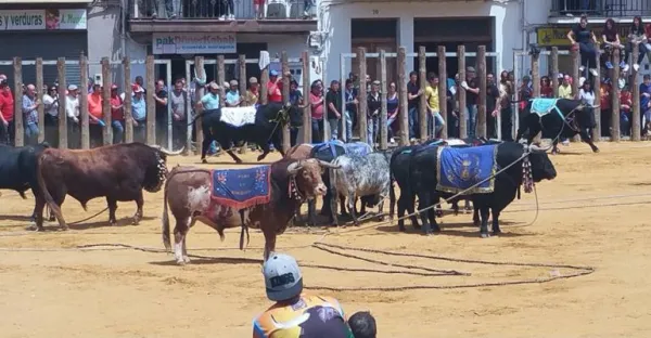 Festividad de San Marcos