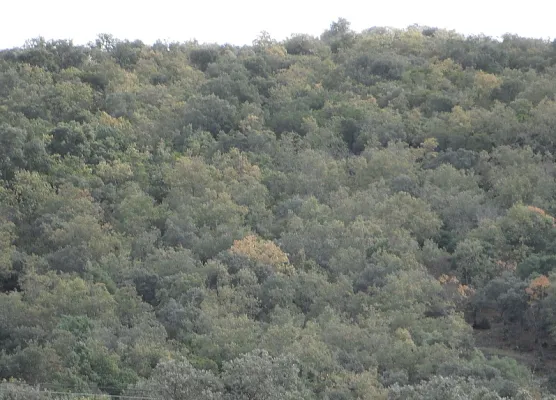 Quejigal del Collado de los Jardines