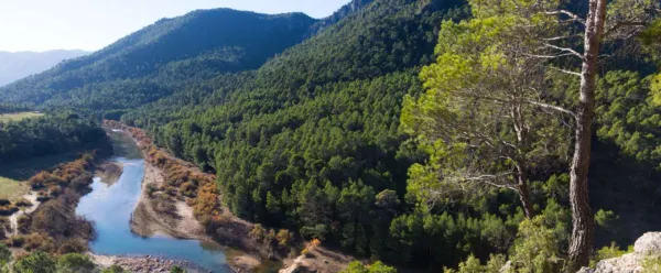 Bosque Lauroide Mediterráneo