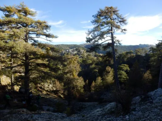 Bosques Caducifolios de Alta Montaña