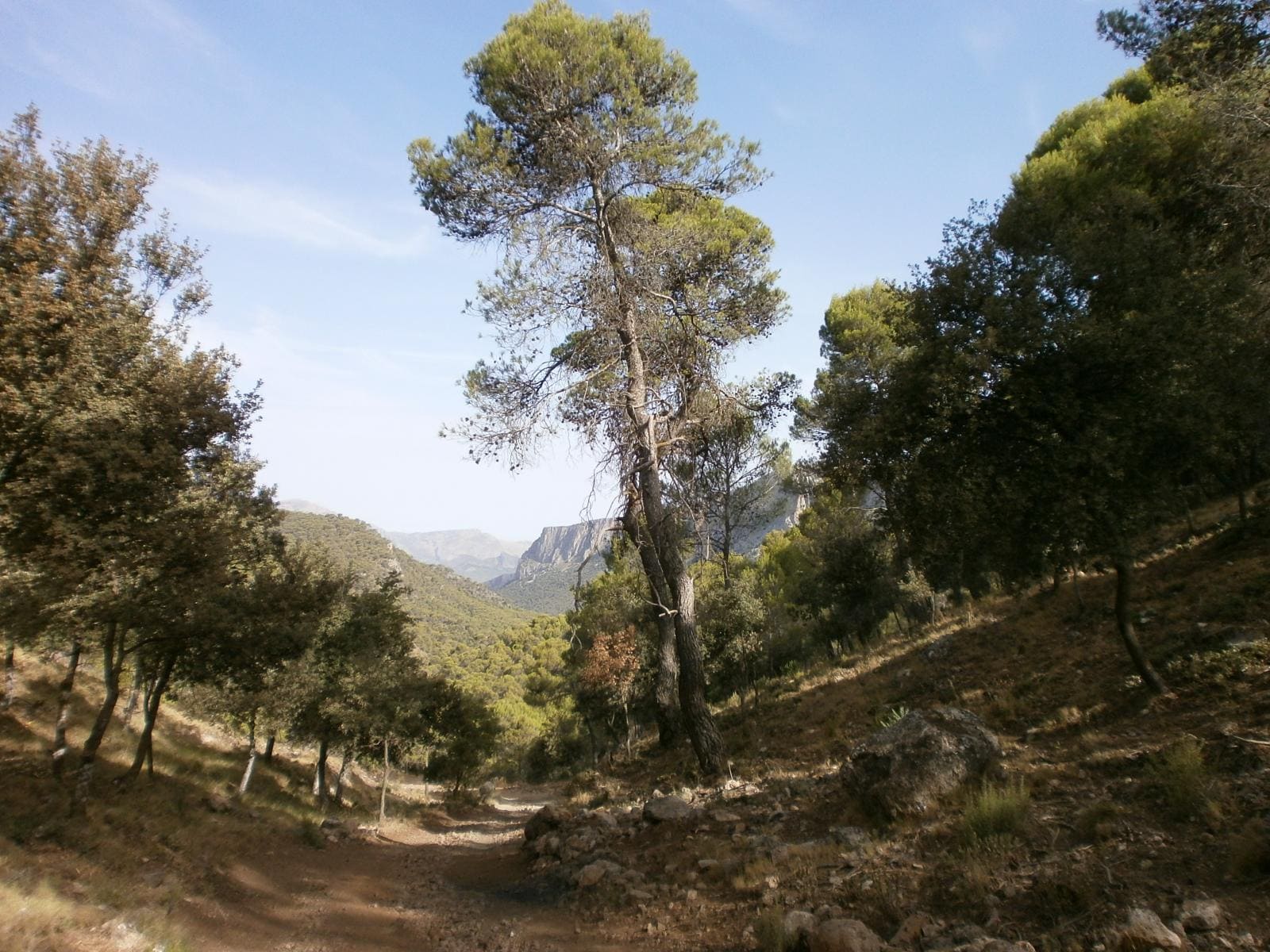 Un camino forestal atraviesa un paisaje de pinares y vegetación mediterránea, rodeado de lomas y montañas que se abren al fondo. La escena transmite tranquilidad y naturaleza, con altos pinos y suaves pendientes que caracterizan los paisajes de Sierra Mágina.
