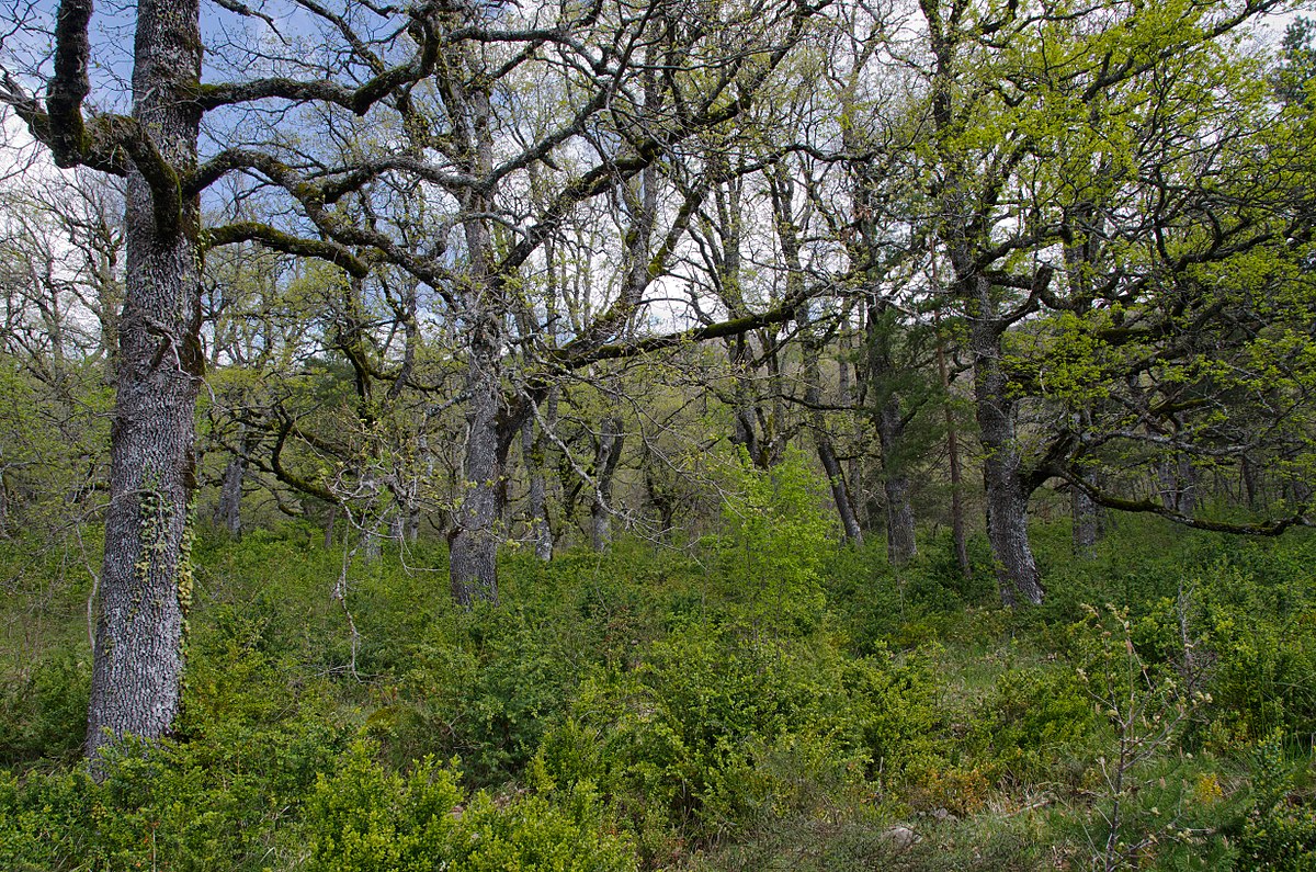 Quejigales-y-Robledales