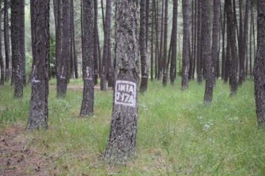 Pinares de salgareño