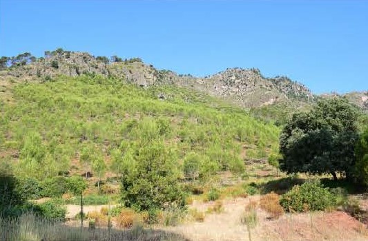 Paisajes postincendio