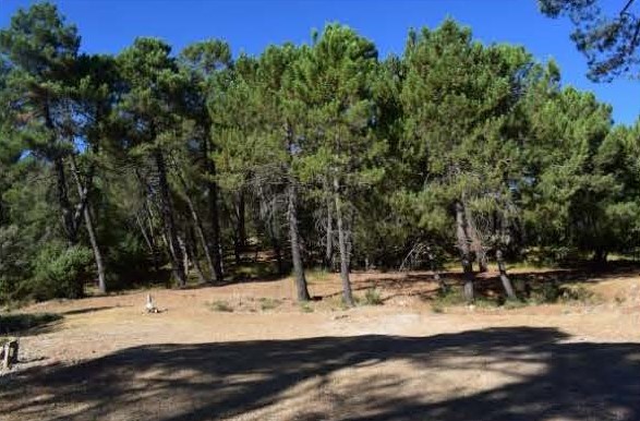 Pinos resineros resinados