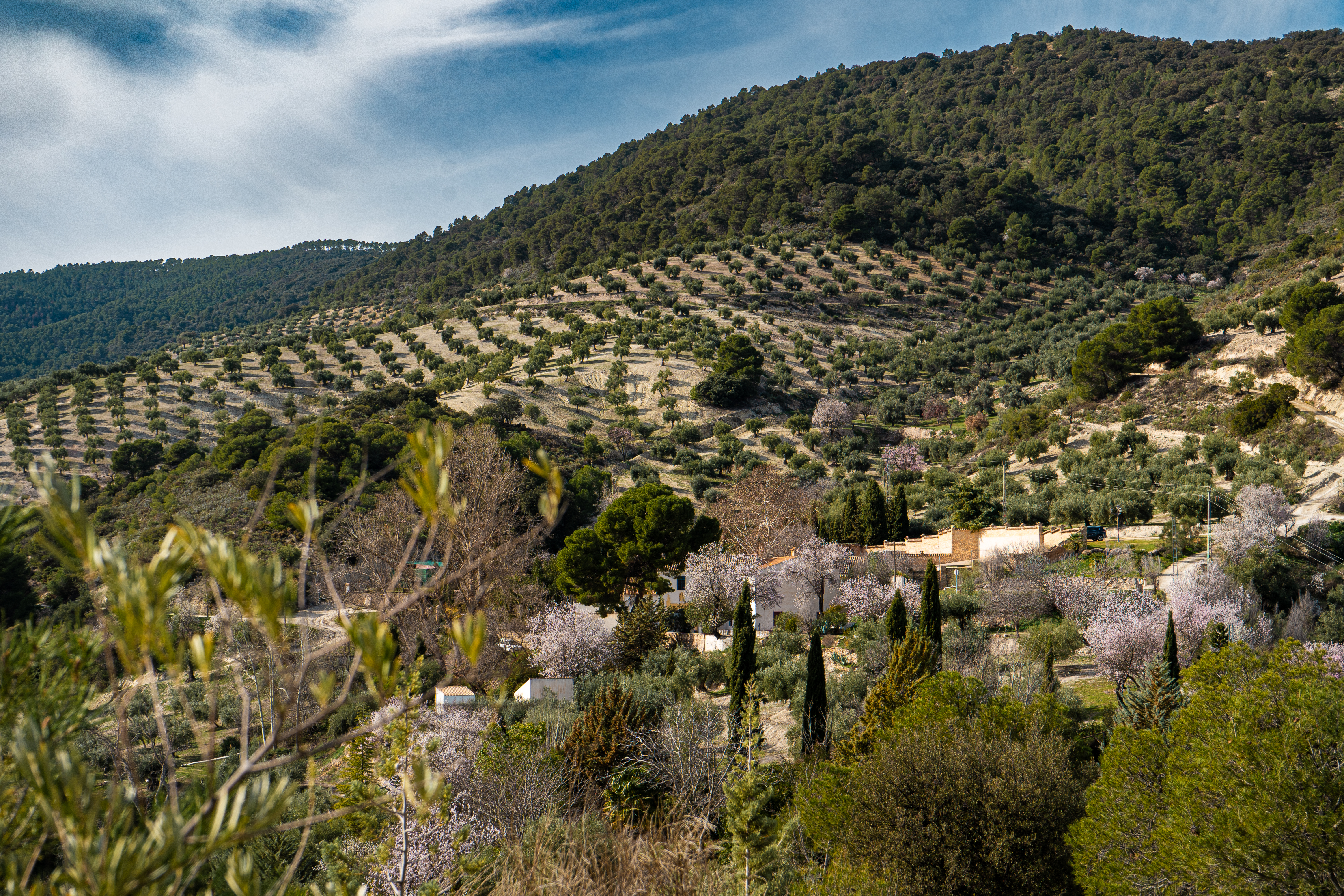 Paisaje de montaña característico de la comarca, con suaves laderas cubiertas de olivares en disposición ordenada. En el valle se distinguen viviendas dispersas rodeadas de vegetación y árboles en flor, lo que aporta contraste cromático al entorno. Al fondo, las sierras cubiertas de bosque completan una escena amplia y natural, representativa del paisaje agrícola y forestal de la zona.