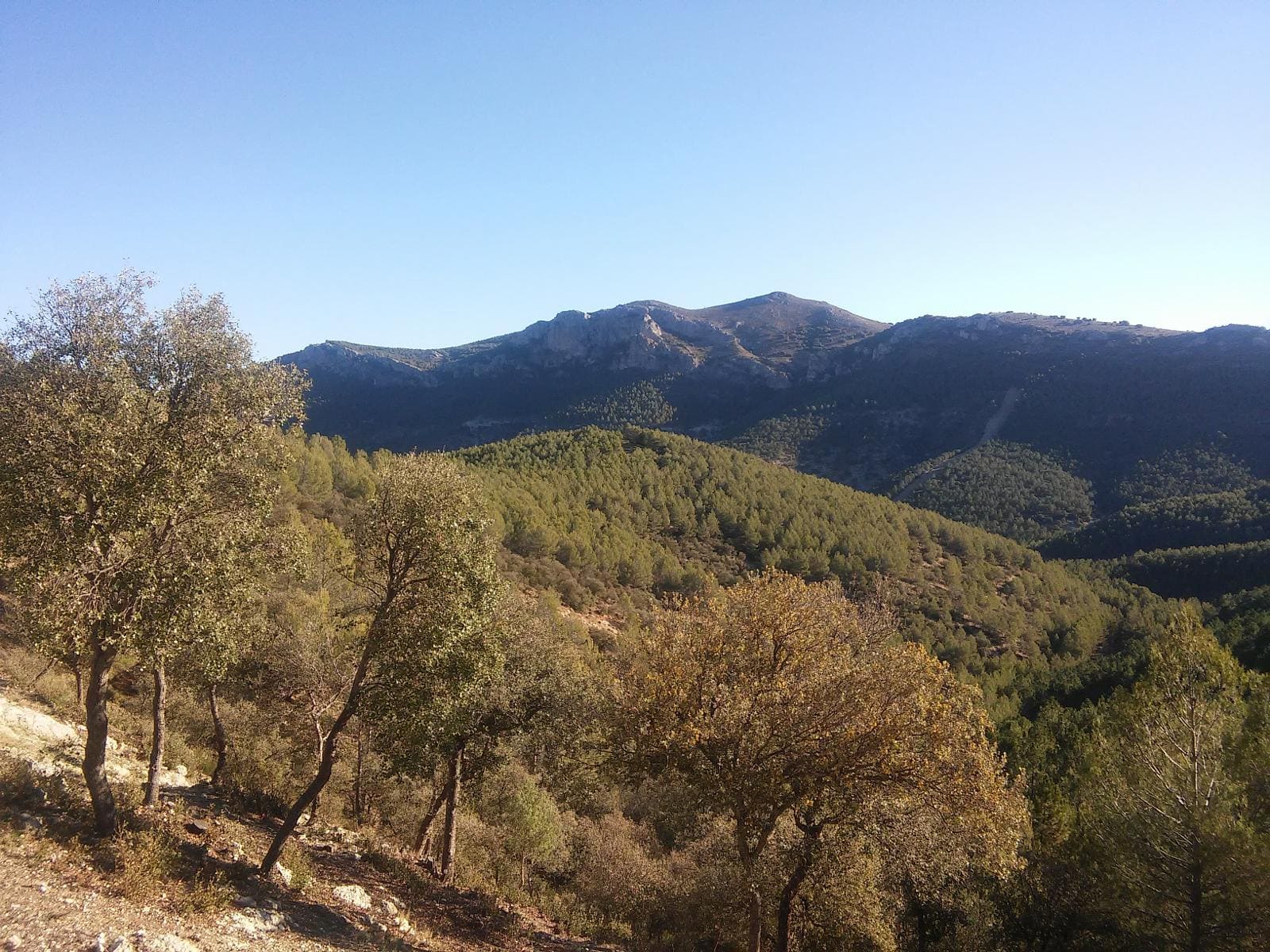 Paisaje de montaña mediterránea con lomas cubiertas de pinares y encinas en primer plano. Al fondo se alza una sierra de cumbres suaves y crestas rocosas bajo un cielo completamente despejado. La escena transmite amplitud y serenidad, con un relieve ondulado dominado por tonos verdes y ocres.