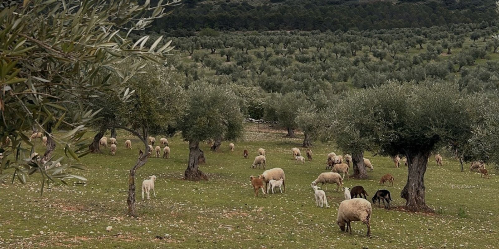 Olivar de montaña con rebaño de ovejas pastando entre los árboles, rodeado de lomas verdes y cielo azul con nubes suaves.