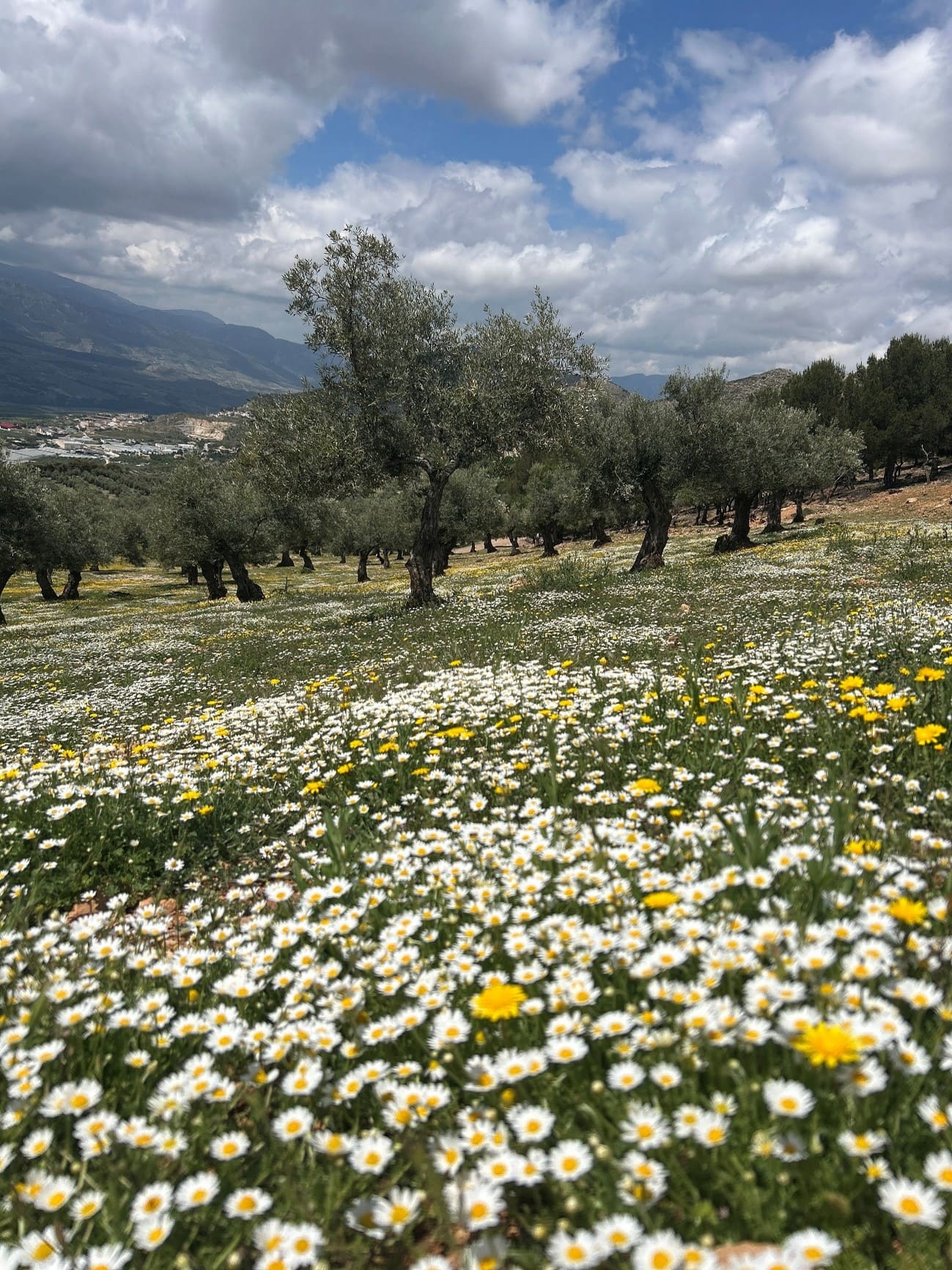 Un campo de olivares cubierto de flores blancas y amarillas. Los olivos se alinean en el paisaje, y el cielo está parcialmente nublado, creando una atmósfera tranquila y natural.
