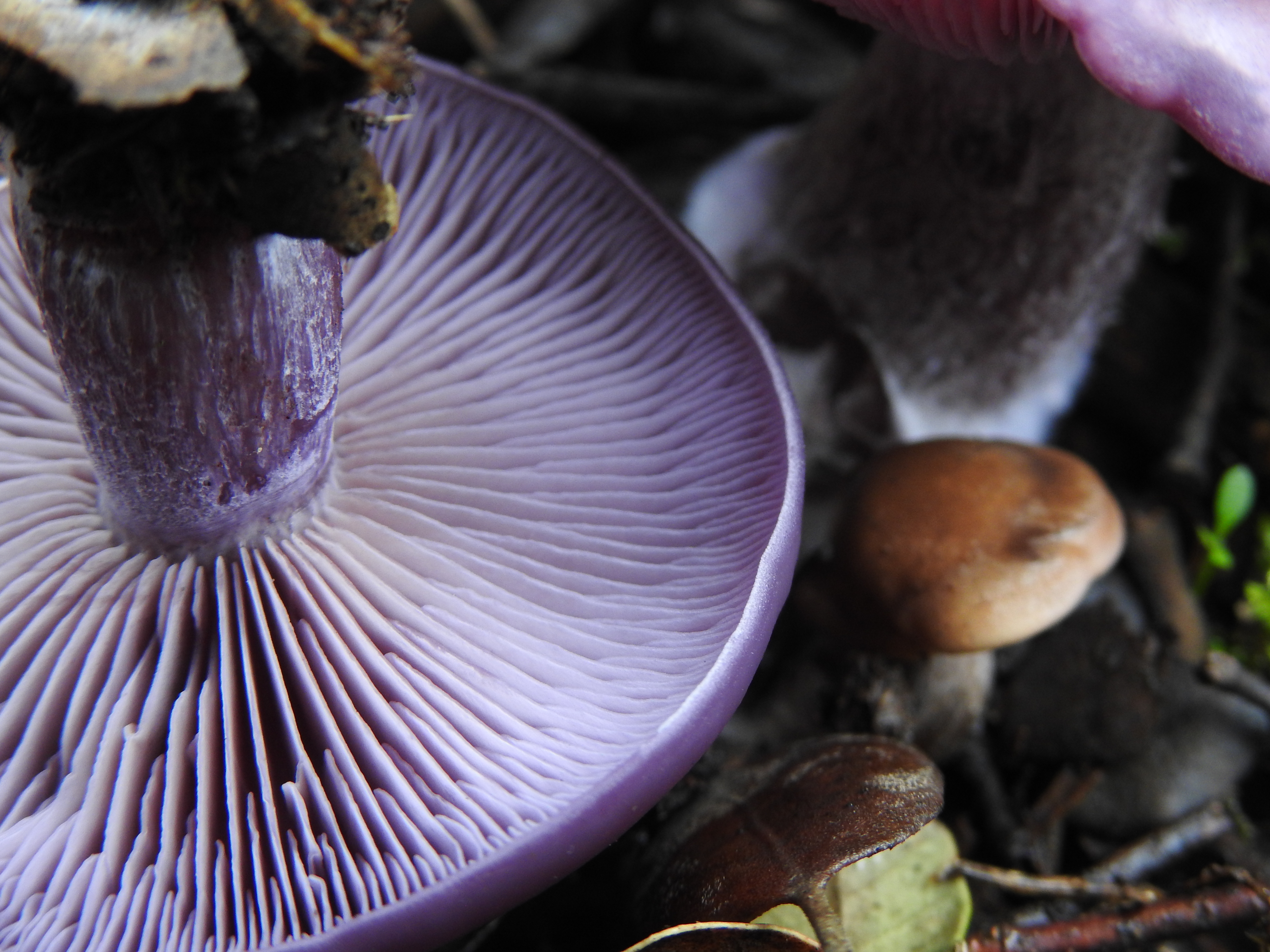 Primer plano de varios hongos recolectados, con énfasis en los detalles de las láminas naranjas y moradas, con una cesta de mimbre al fondo.