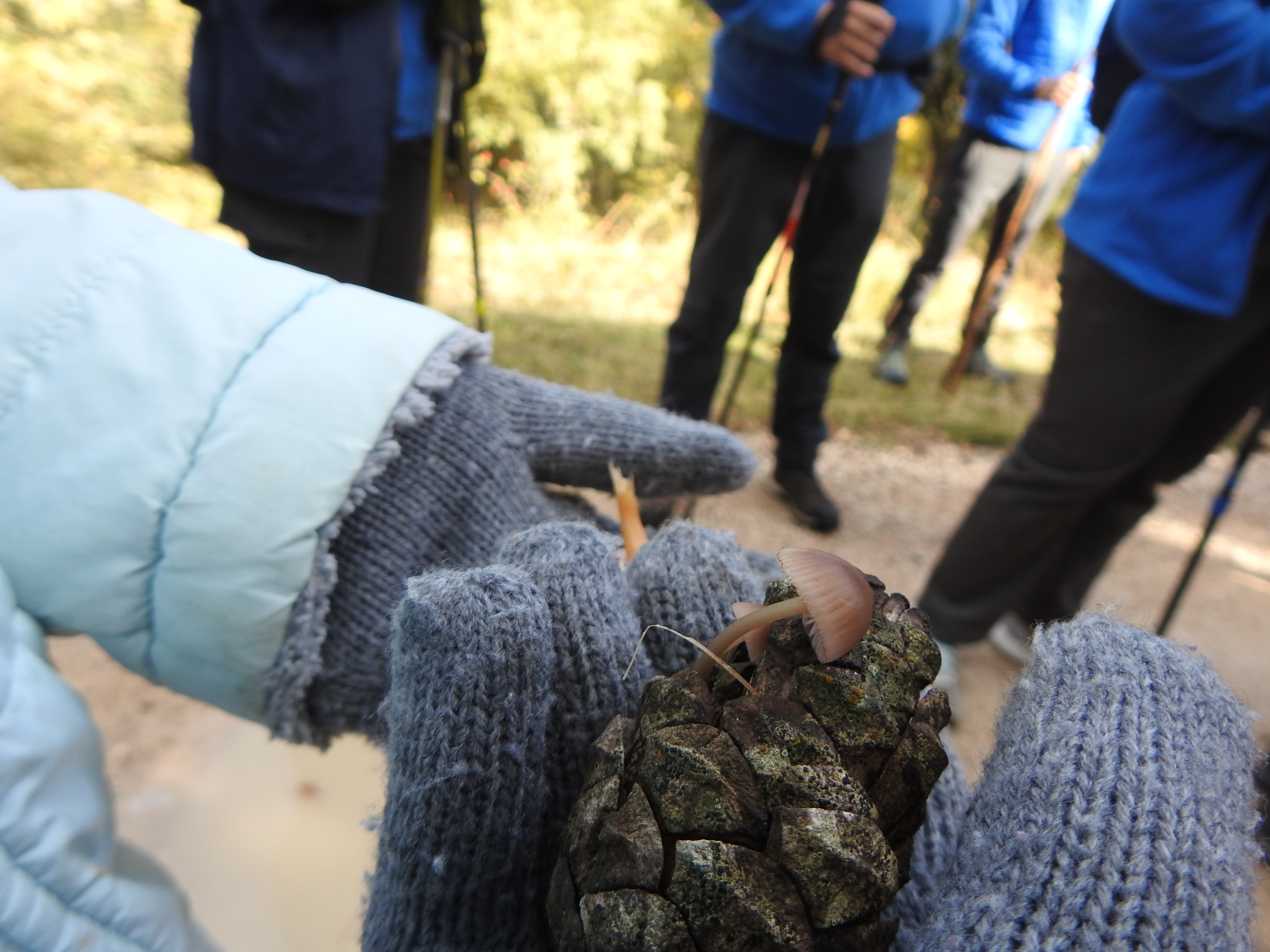 Persona mostrando un hongo pequeño que crece en una piña, mientras otros miembros del grupo están al fondo en una ruta de senderismo, observando y aprendiendo sobre los hongos.
