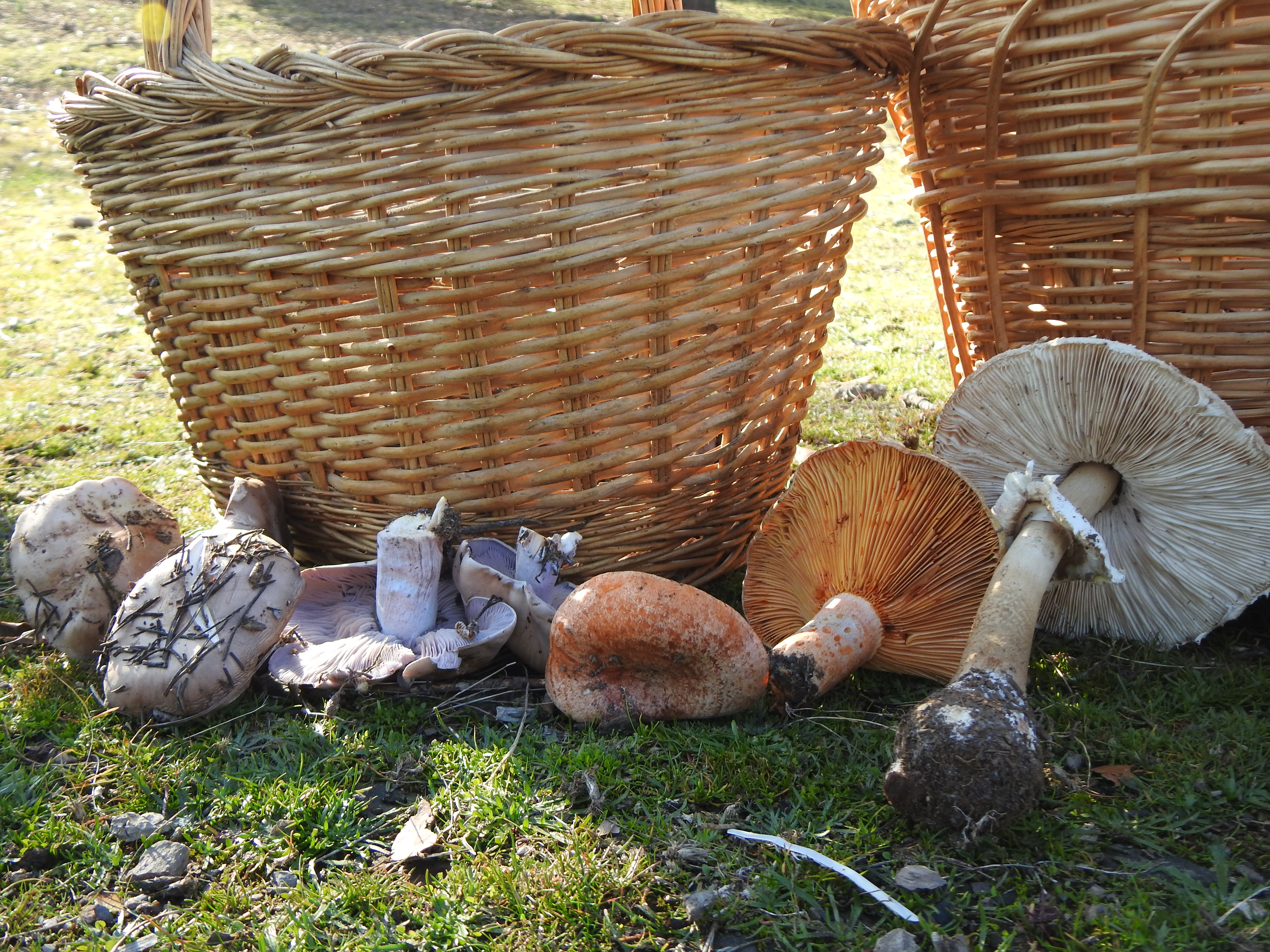Una cesta de mimbre llena de diferentes tipos de hongos recién recolectados. Los hongos tienen diferentes colores, como el morado, naranja y blanco.