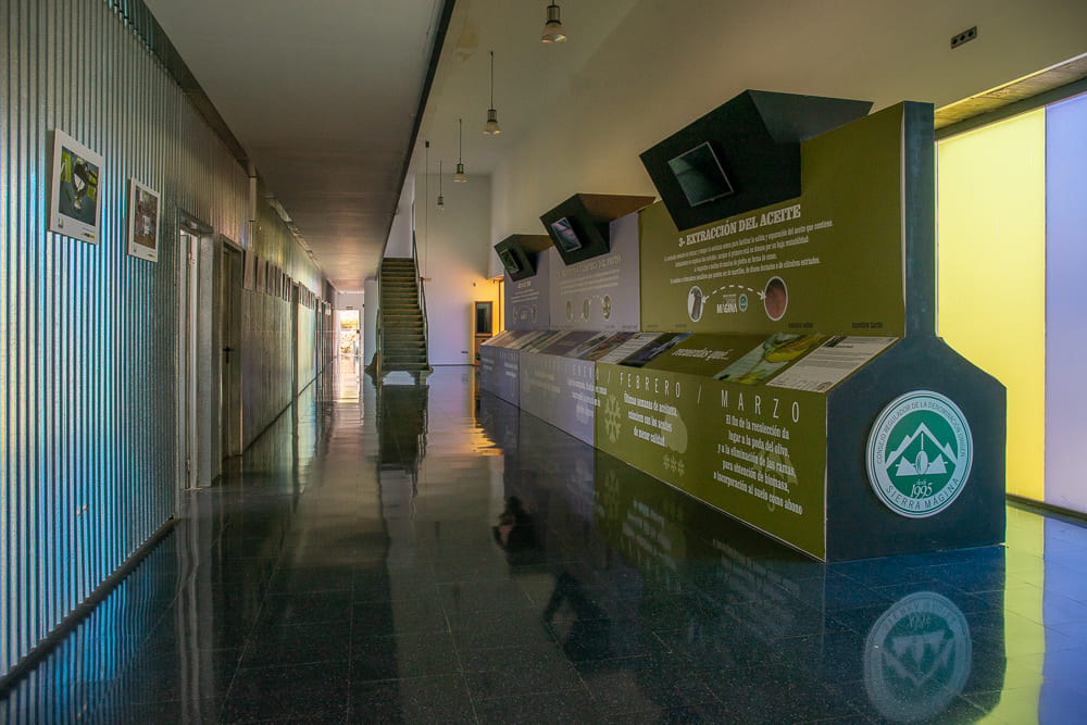 Interior de un espacio expositivo moderno y alargado, con suelo brillante y paredes claras. A un lado hay paneles informativos de color verde sobre el aceite de oliva, con textos e imágenes. Al fondo se ve una escalera y luz natural entrando por grandes ventanas. El ambiente es tranquilo, ordenado y pensado para aprender mientras se recorre el espacio.
