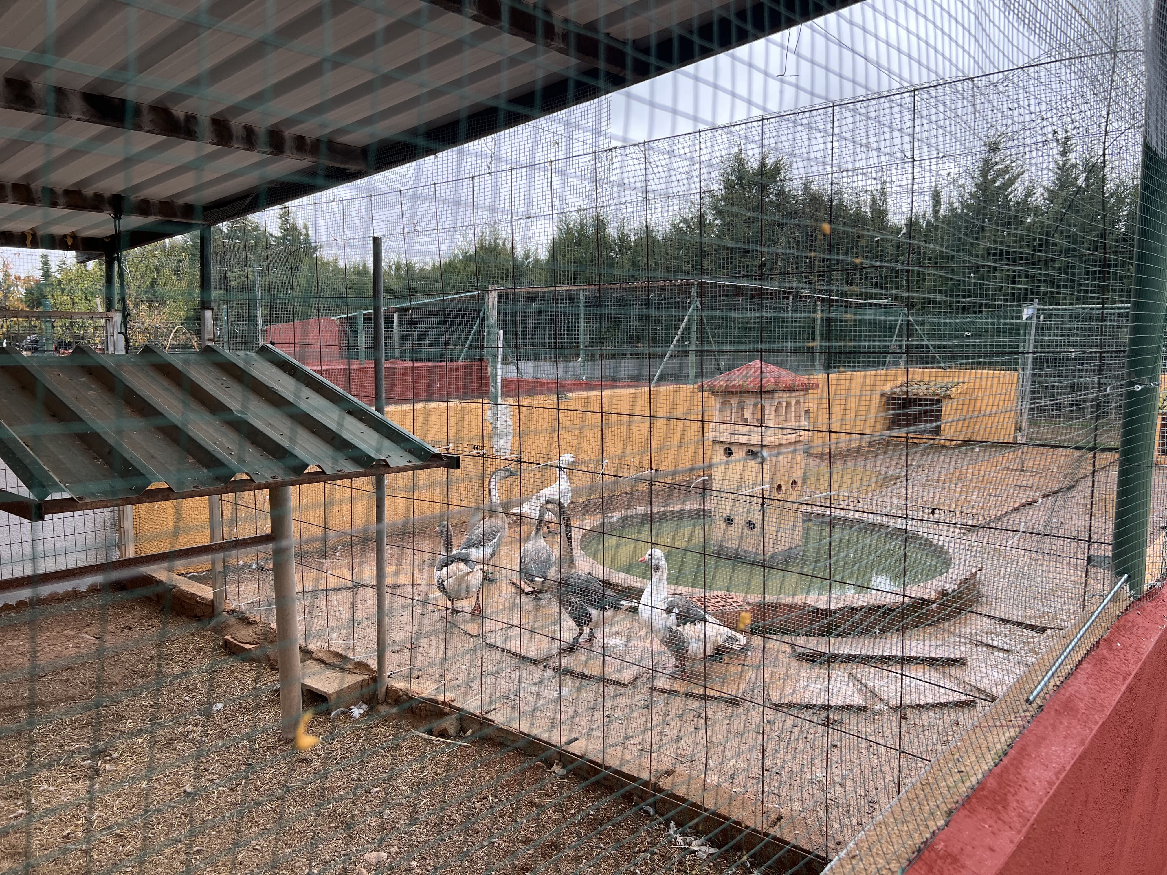 Recinto vallado con aves junto a un pequeño estanque, en un área preparada para animales dentro del complejo.