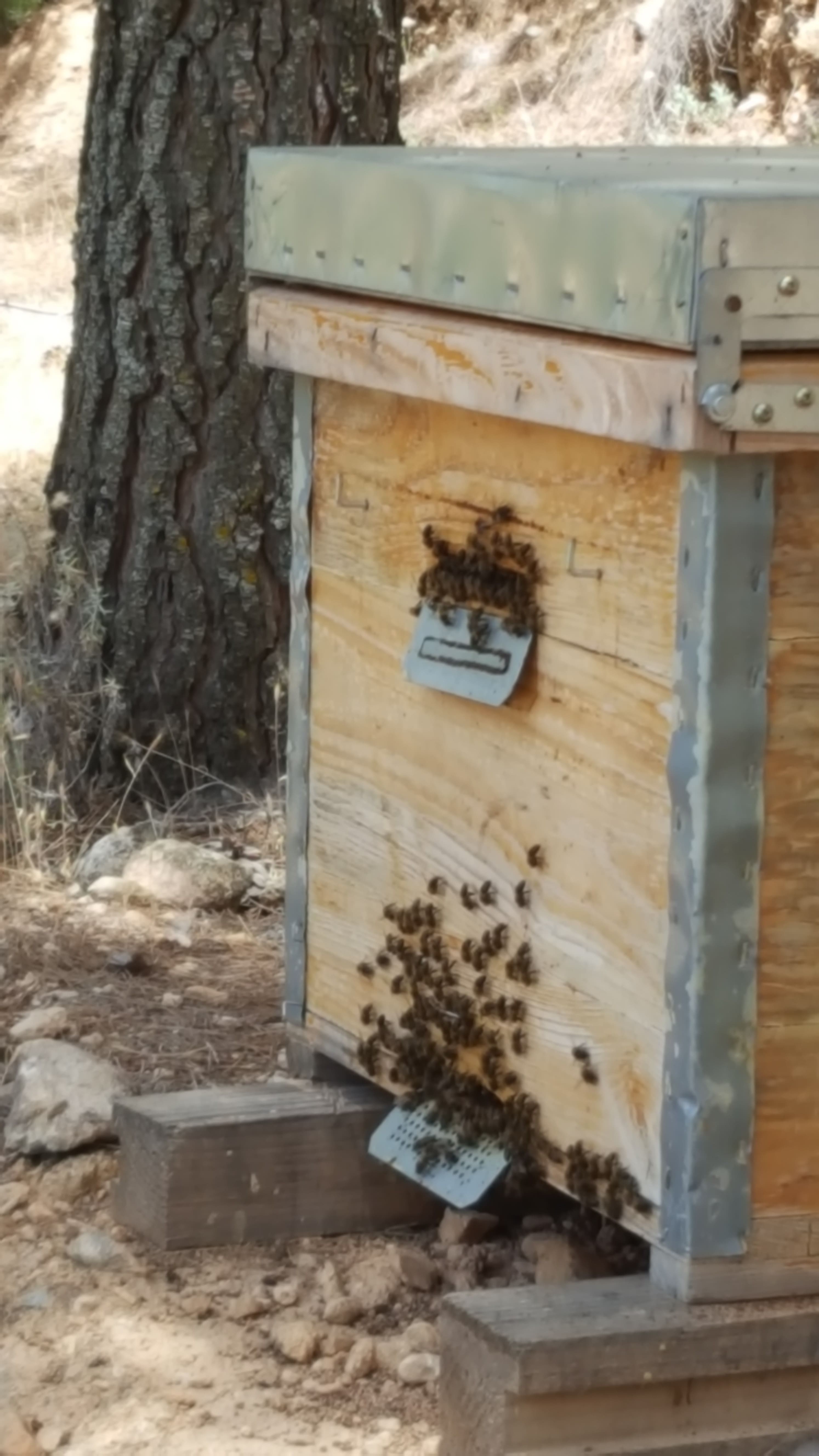 Colmena de madera con abejas entrando y saliendo en un entorno natural.