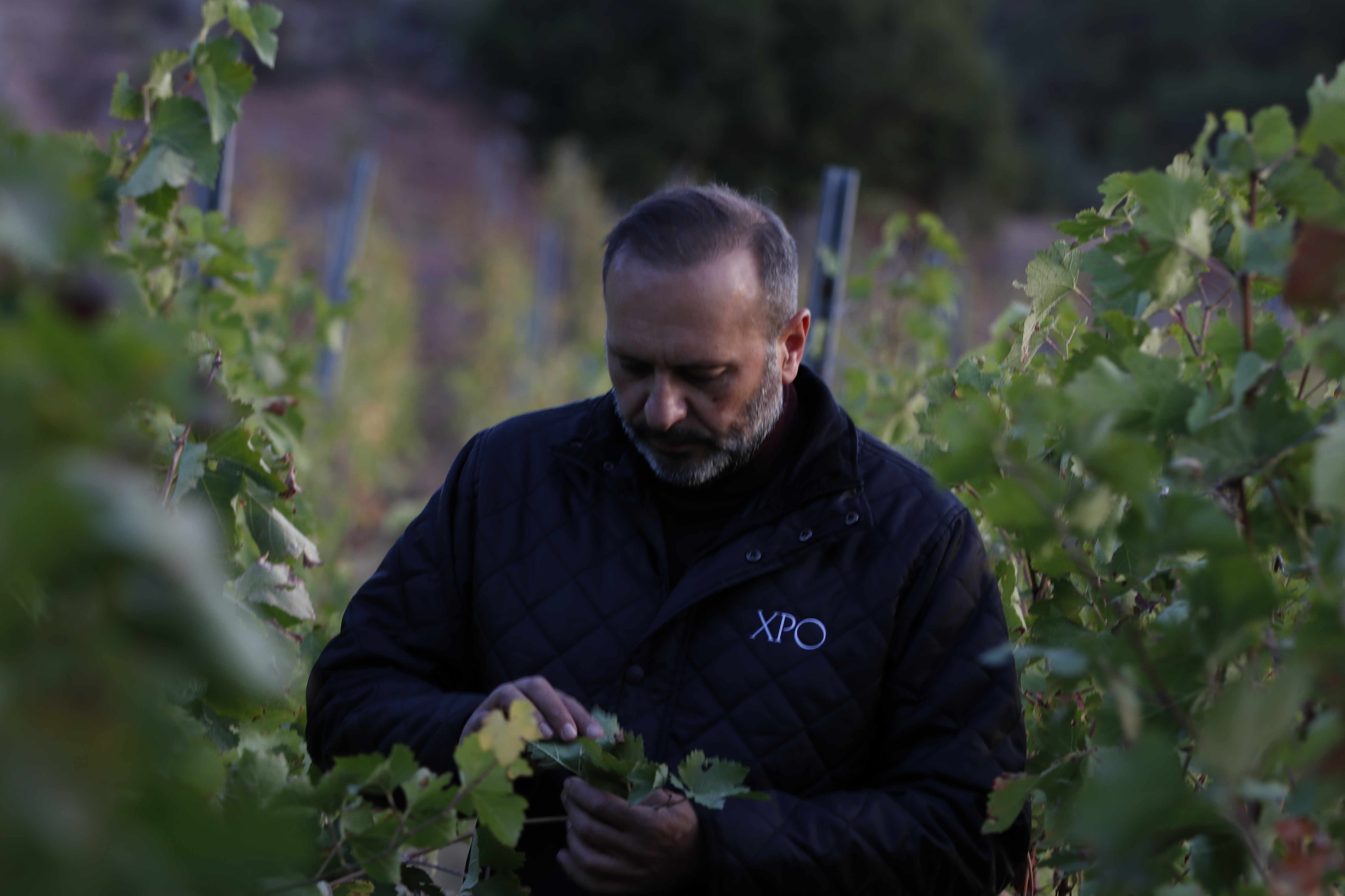 El enólogo Pedro Olivares en su viñedo en La Puerta de Segura
