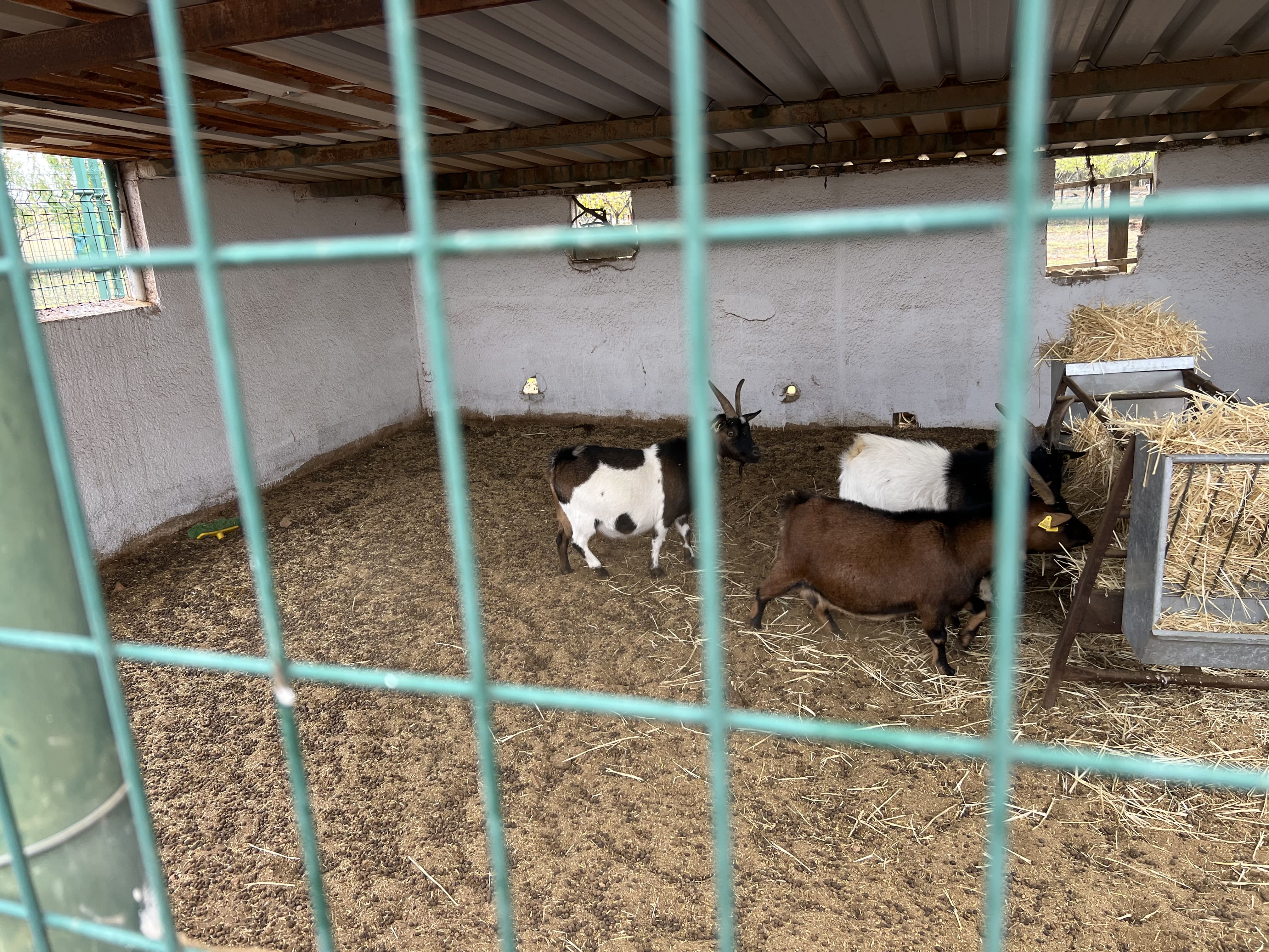 Pequeño corral con cabras dentro de un espacio cubierto, con paja y comederos, visto a través de una valla.