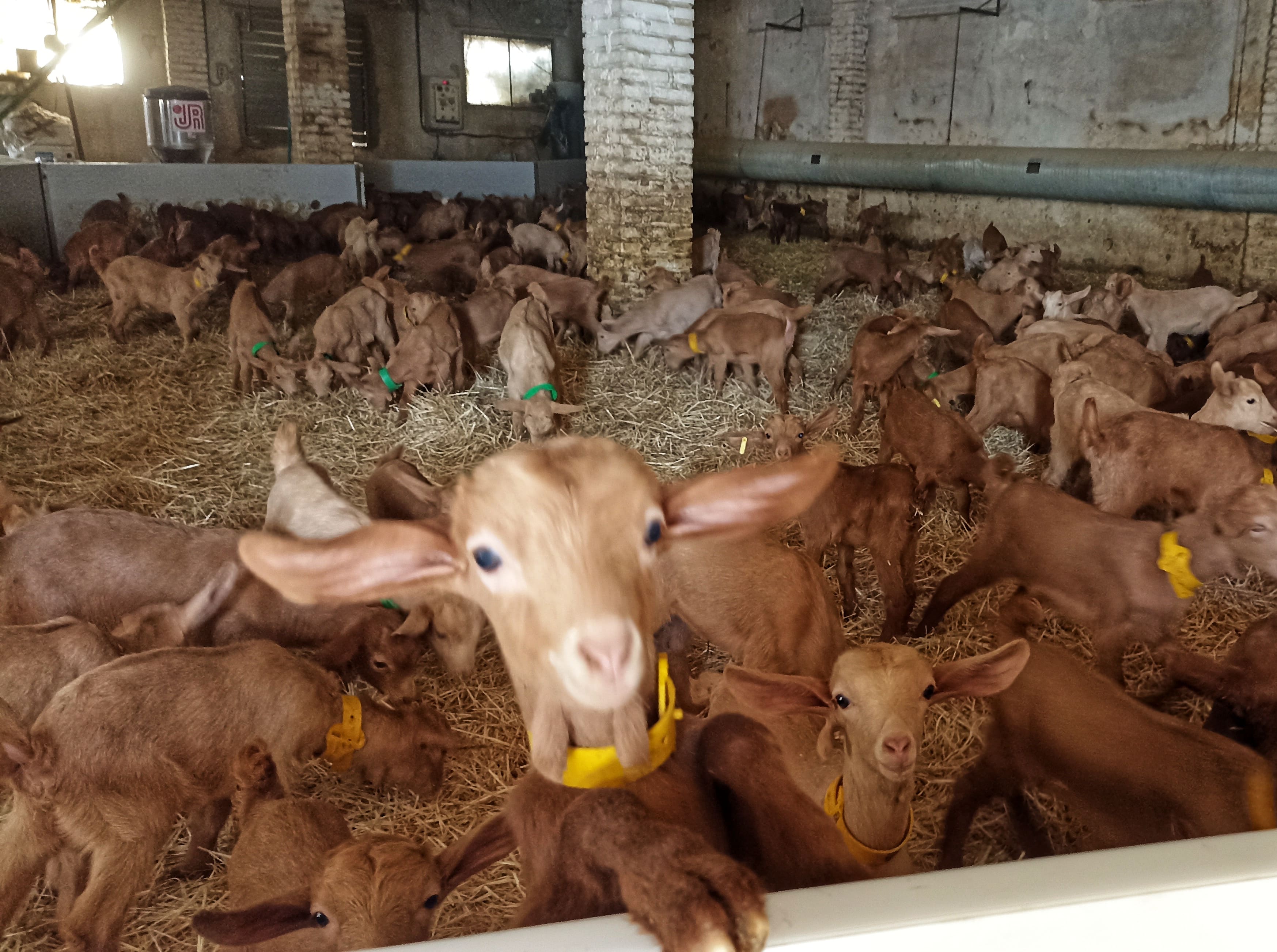 Interior de un establo con numerosas cabras sobre suelo de paja. En primer plano, una cabra se acerca a la cámara, mientras el resto del rebaño se distribuye por el espacio, creando una escena de vida ganadera en un entorno rural.