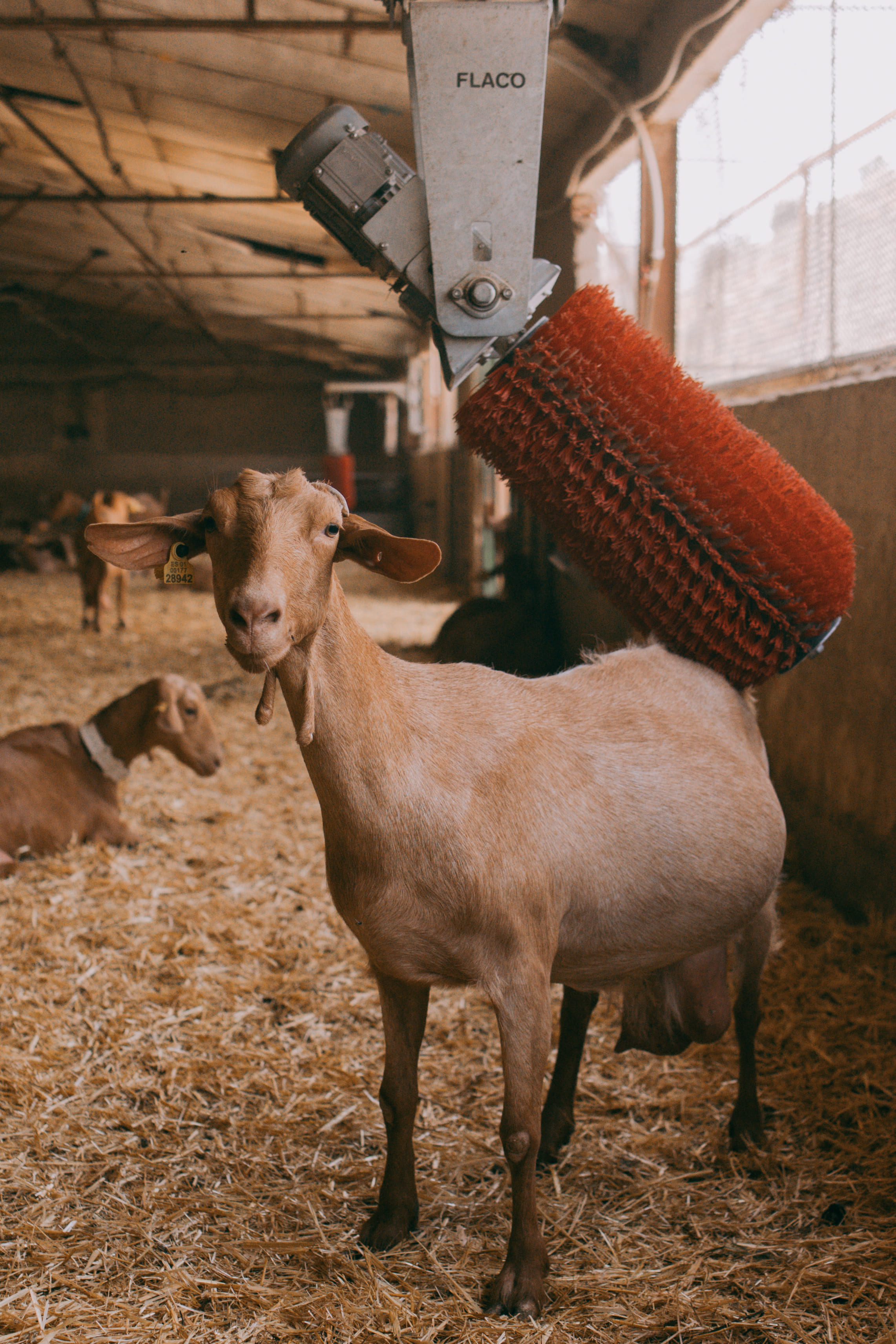 Cabra en el interior de un establo, junto a un cepillo mecánico que roza su lomo. Al fondo, otras cabras descansan sobre paja, en un entorno ganadero cuidado y tranquilo.