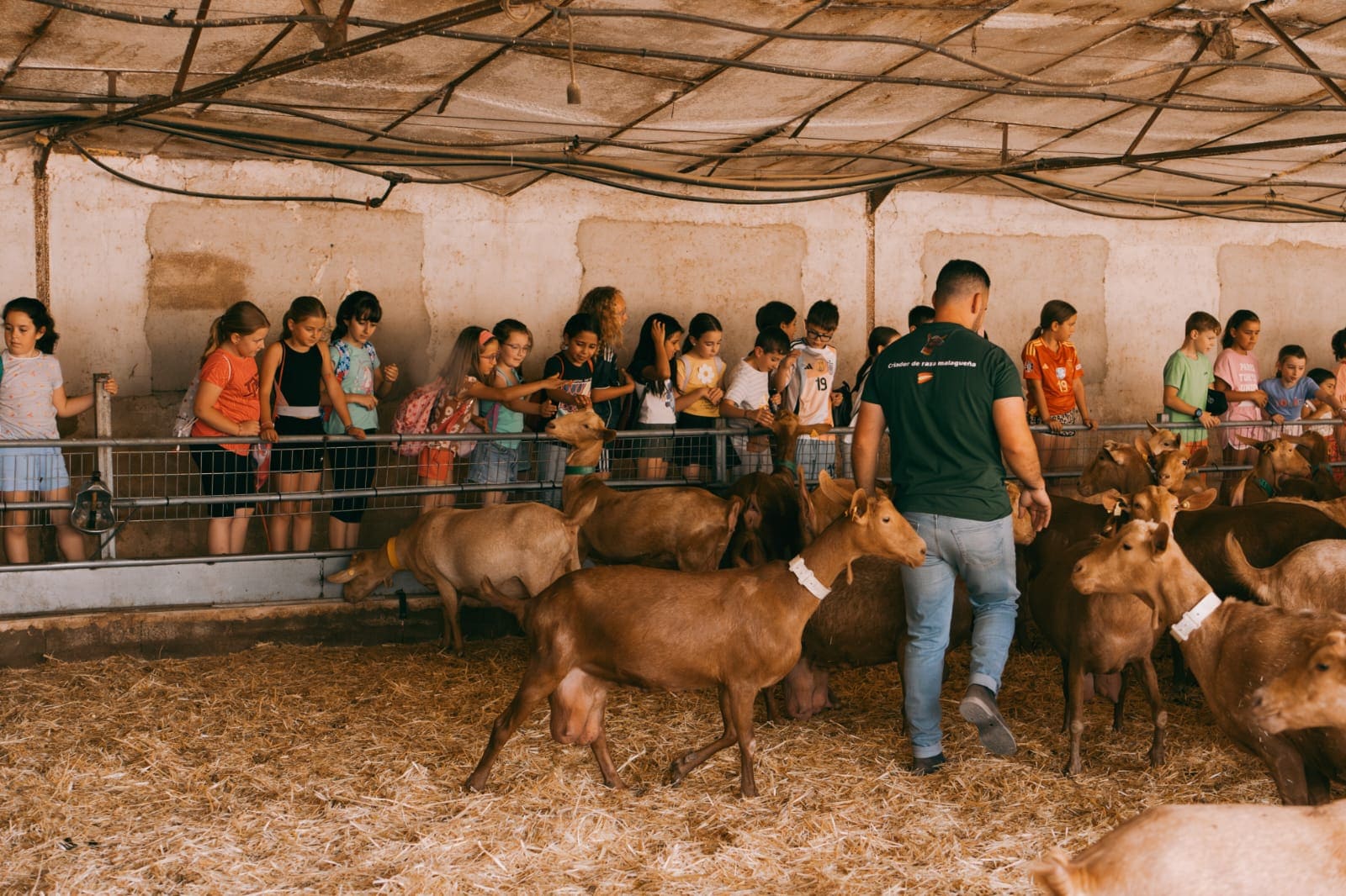 Interior de un establo donde un grupo de niños observa cabras tras una valla, mientras un monitor camina entre los animales. La escena refleja una visita educativa en un entorno rural y ganadero.