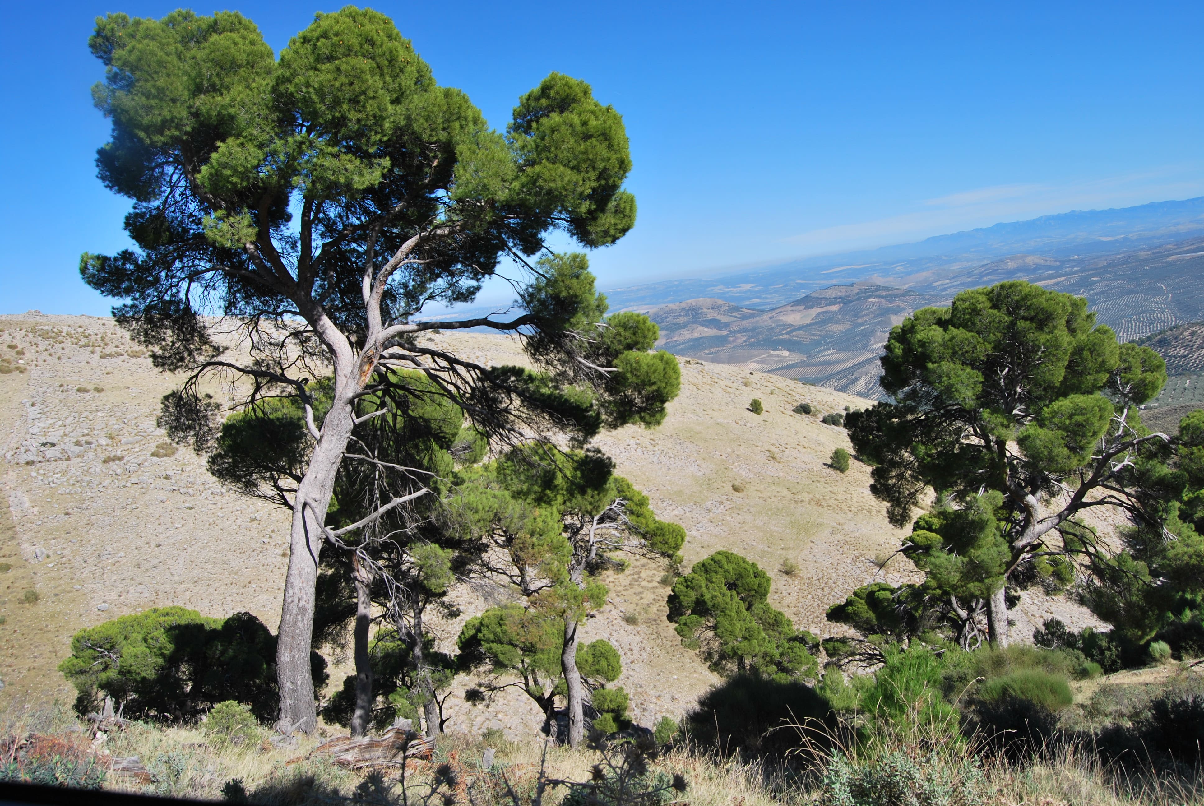 en la imagen de ve un pinar y al fondo montaña y paisaje de sierra mágina