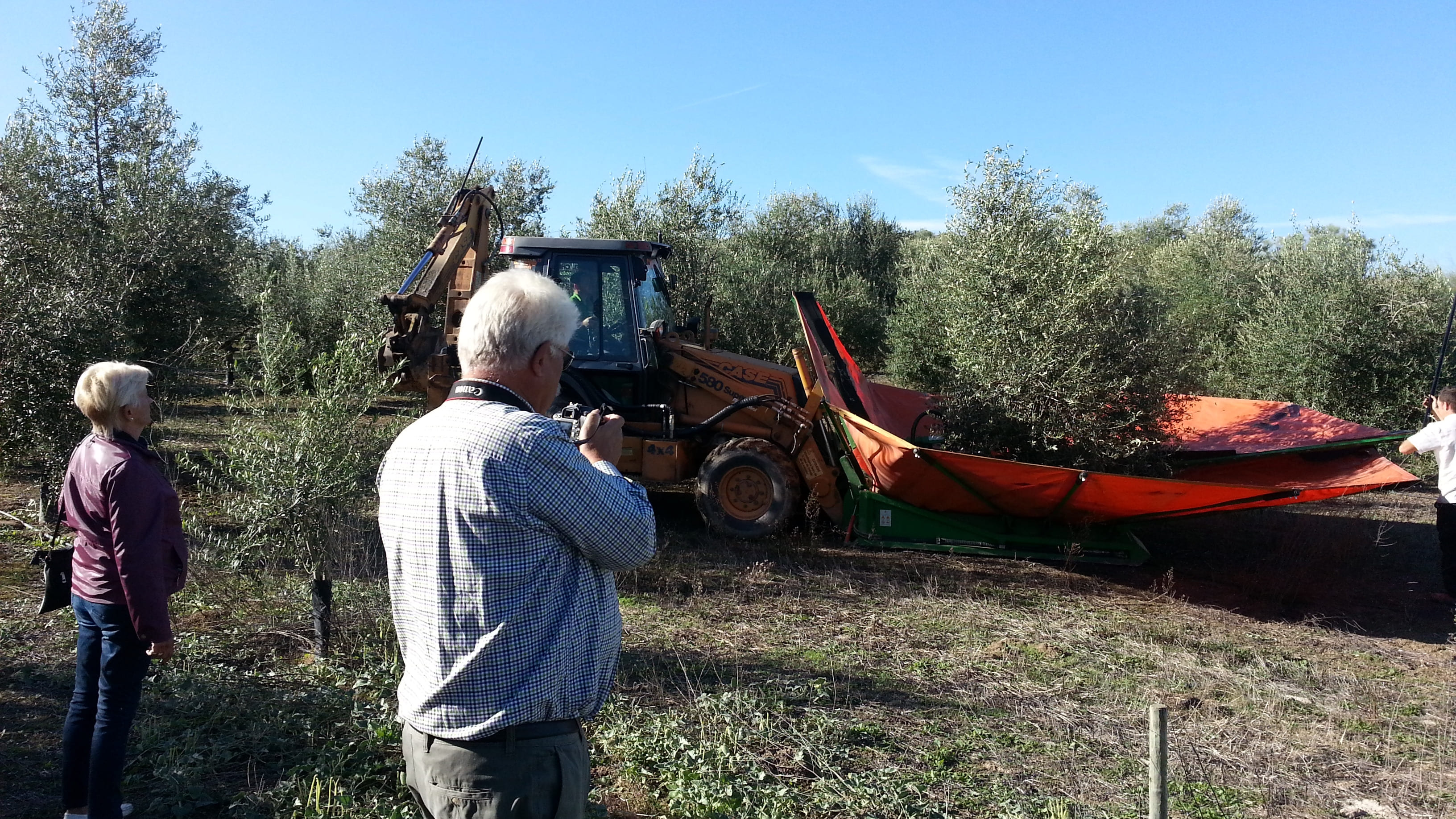 Personas observando la recolección mecanizada de aceituna en un olivar.