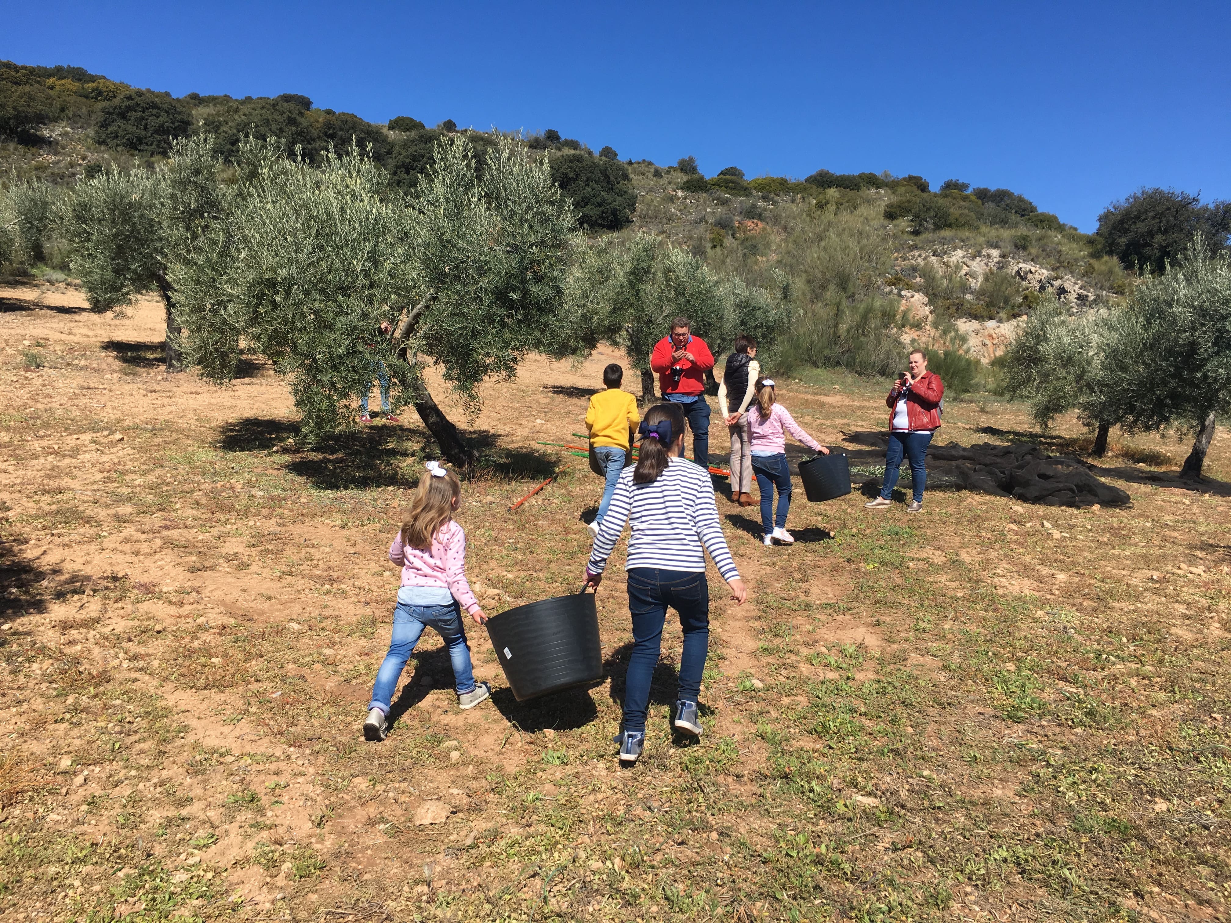 Grupo de adultos y niños recolectando aceitunas en un olivar con cubos en un entorno rural de montaña.