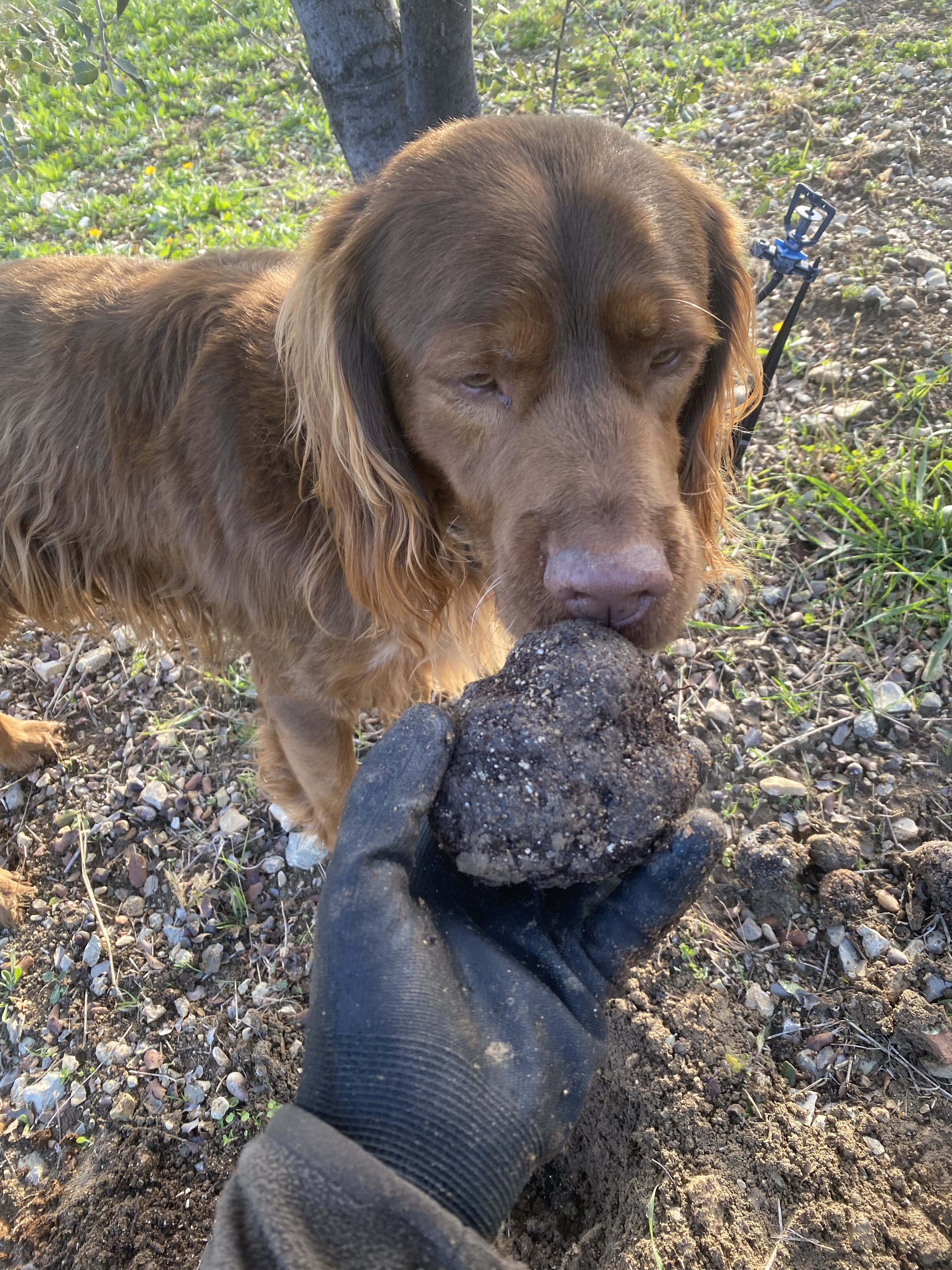 Perro sujetando una trufa recién recolectada junto a una mano con guante en el campo.