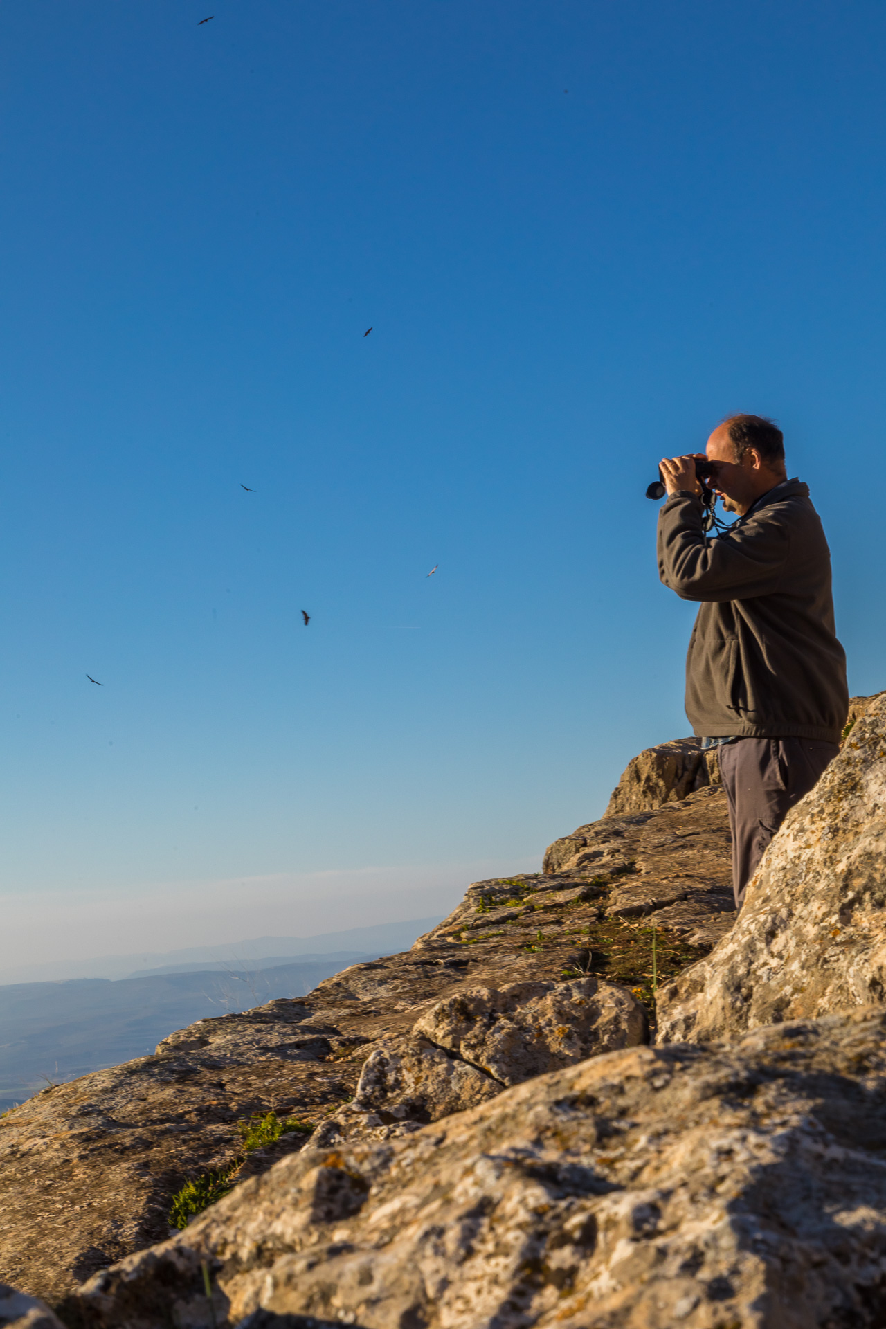 Observando aves, buscando al Quebrantahuesos