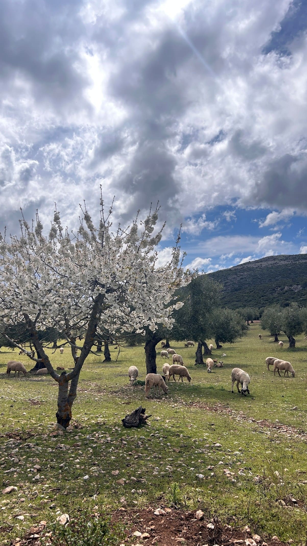 Olivar de montaña con rebaño de ovejas pastando entre los árboles, rodeado de lomas verdes y cielo azul con nubes suaves.