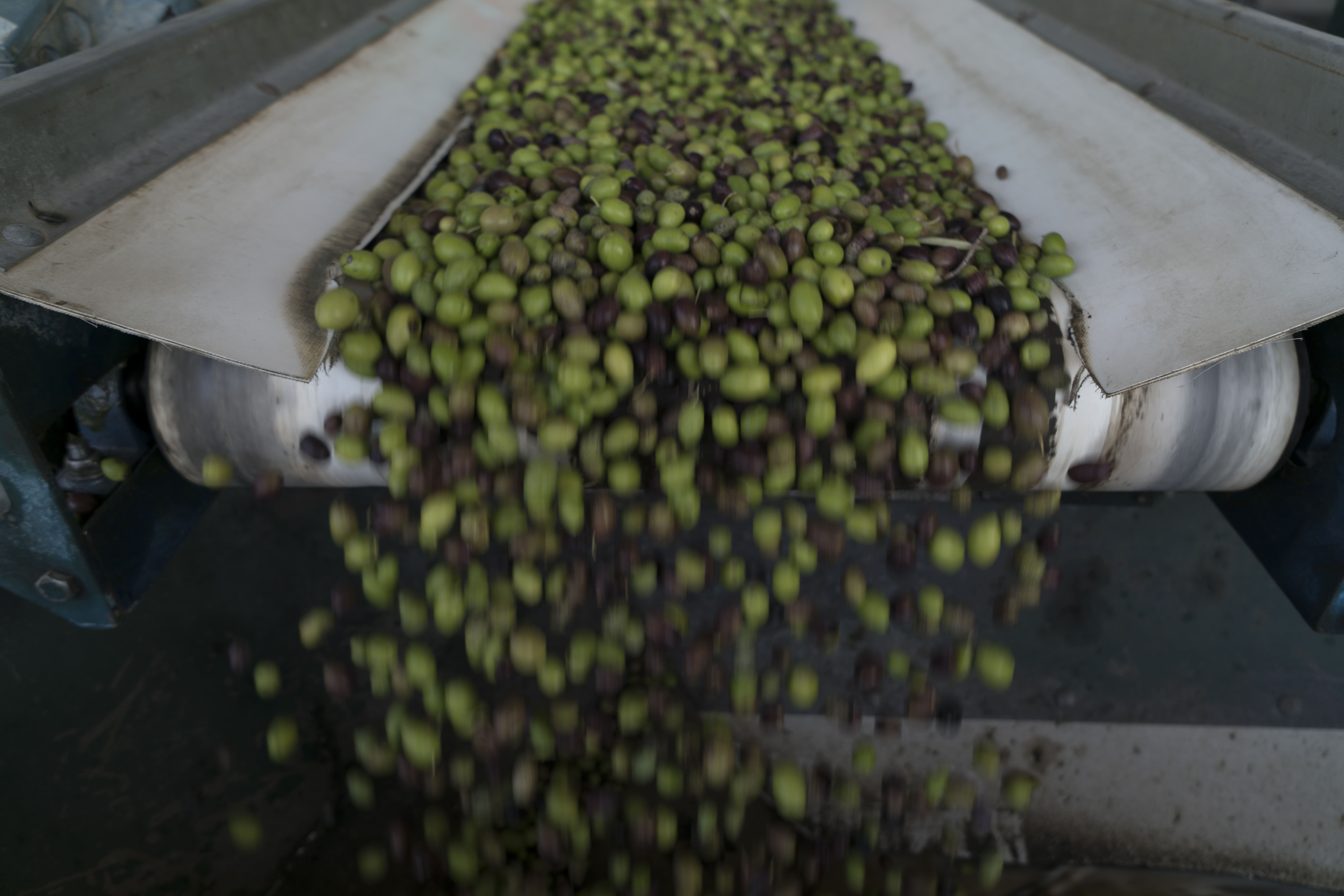 Primer plano del proceso de elaboración del aceite de oliva virgen extra. Decenas de aceitunas recién recogidas se desplazan por una cinta blanca dentro de una almazara. Predominan los tonos verdes y oscuros del fruto, transmitiendo sensación de frescura y movimiento durante la fase inicial de selección y limpieza.
