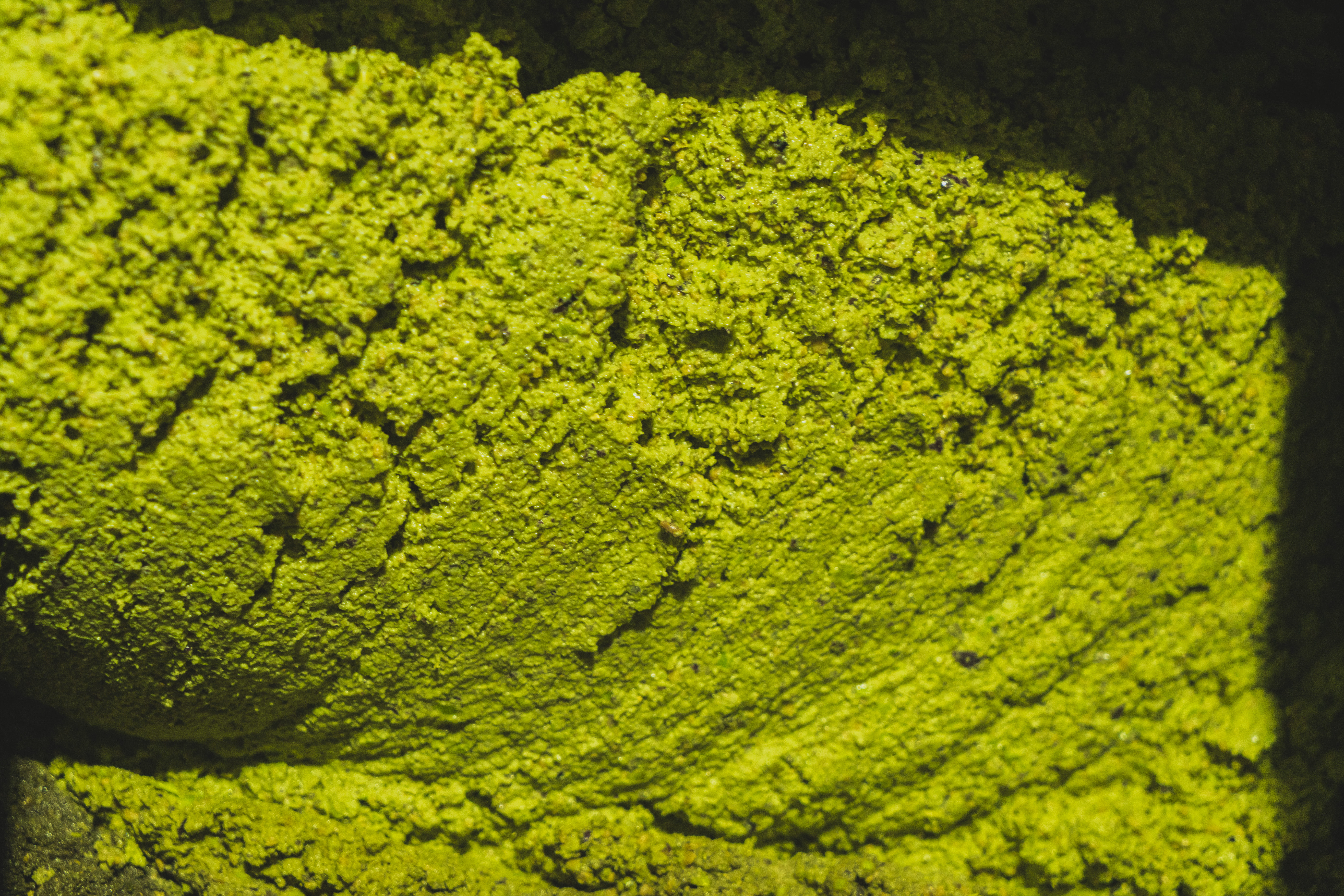 Imagen detallada de la masa de aceituna triturada tras la molienda. La textura es espesa y granulada, con un intenso color verde brillante que refleja la frescura del fruto y el carácter natural del proceso de extracción del aceite.