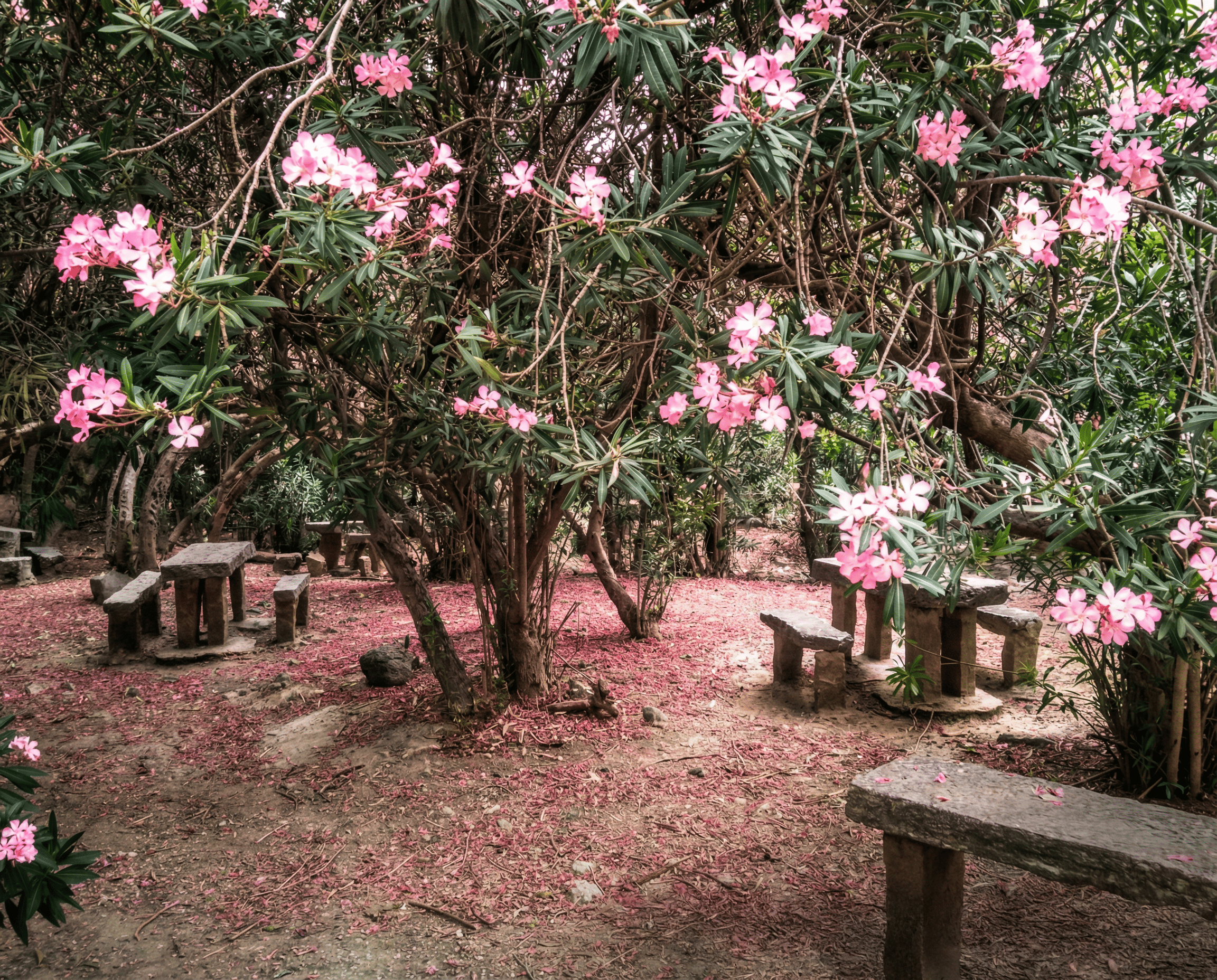 Espacio ajardinado y sombreado con bancos y mesas de piedra bajo árboles de abundante floración rosa. El suelo aparece cubierto de pétalos, creando una escena tranquila y acogedora en plena naturaleza.