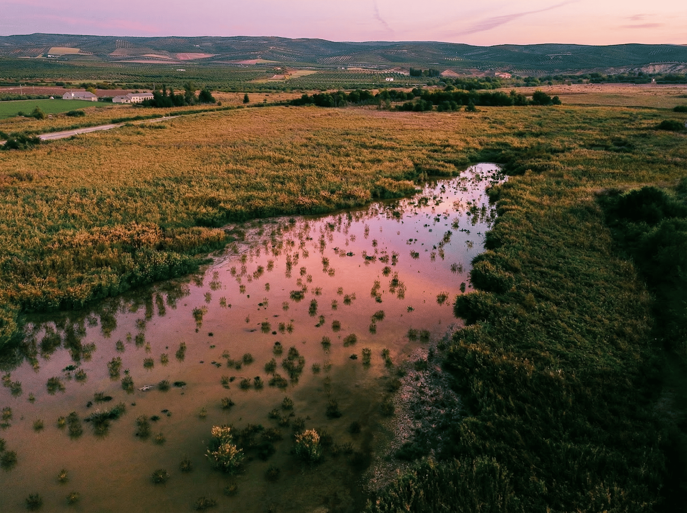 Une zone humide aux eaux calmes, entourée de végétation et de champs à perte de vue, reflétant les teintes roses du ciel du soir. À l'arrière-plan s'étend un paysage plat, avec de douces collines à l'horizon.