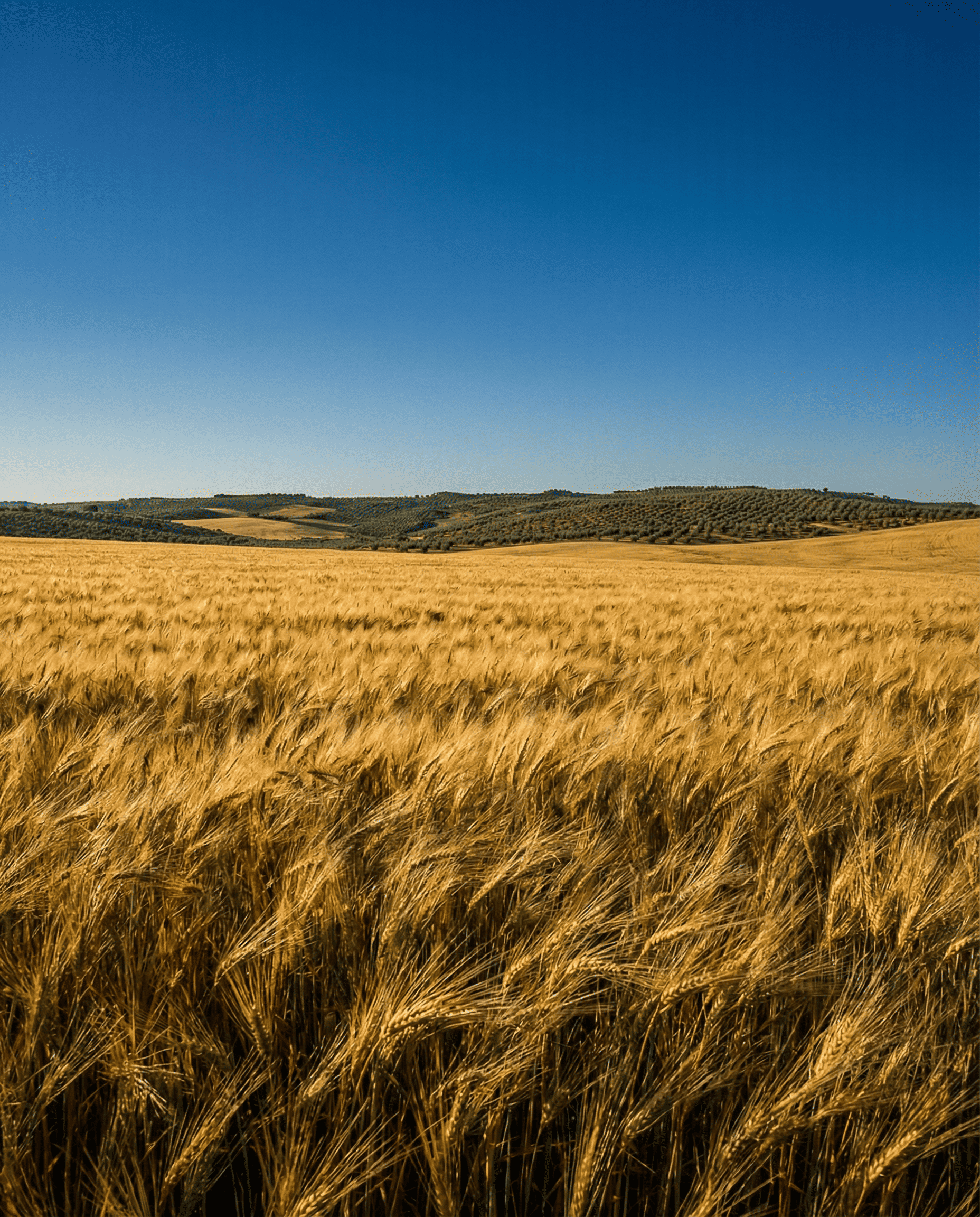 Un immense champ de blé doré ondule doucement sous un ciel bleu parfaitement dégagé. Au loin, les collines vallonnées et les terres agricoles renforcent l'impression d'immensité du paysage.