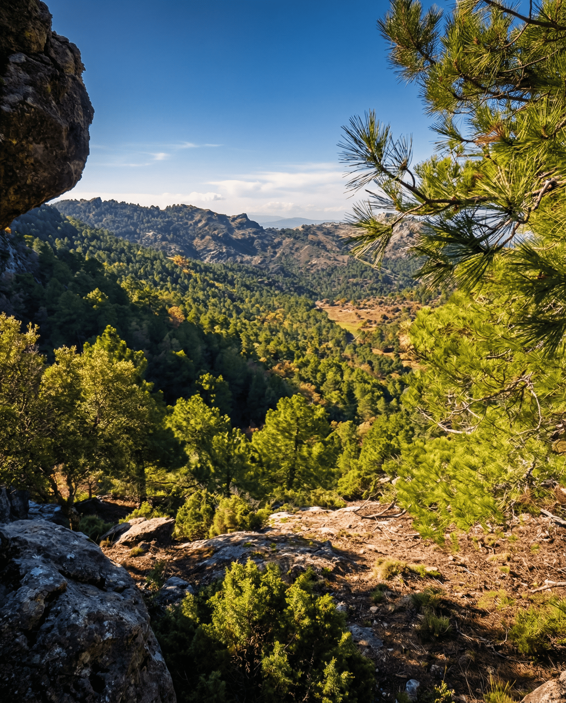 Vista elevada de un valle cubierto de pinos y vegetación abundante, enmarcado por rocas y ramas en primer plano. Al fondo se suceden laderas y montañas bajo un cielo azul despejado, creando una amplia panorámica natural.