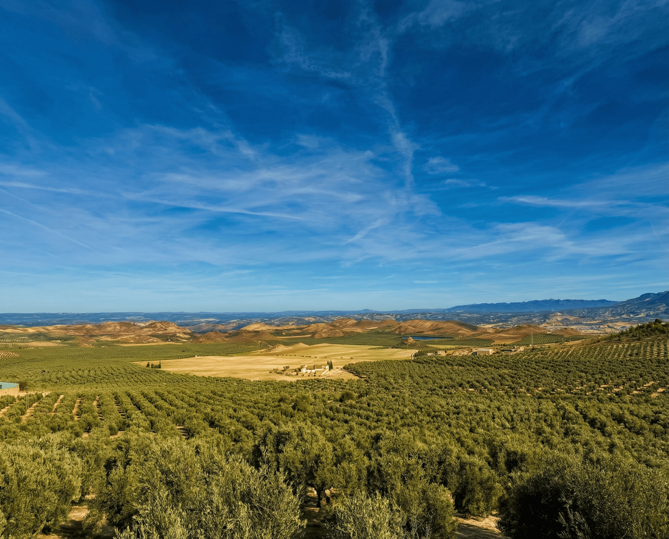Amplio paisaje de campos y olivares que se extienden hasta el horizonte, con suaves colinas y sierras al fondo. Sobre la escena destaca un cielo azul muy abierto, cruzado por nubes finas que aportan sensación de amplitud.