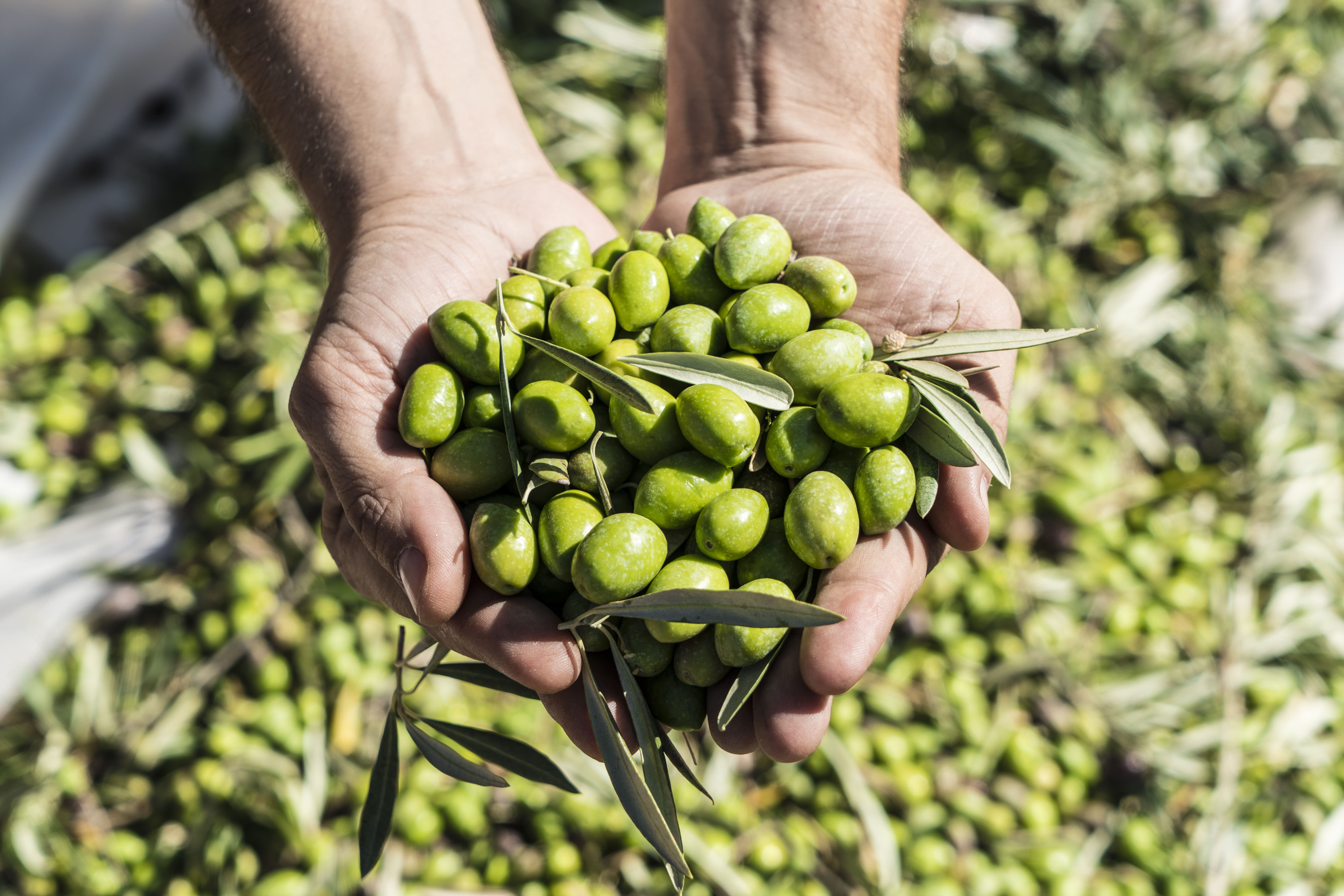Manos sosteniendo un puñado de aceitunas verdes recién recolectadas, con hojas de olivo y el campo al fondo.