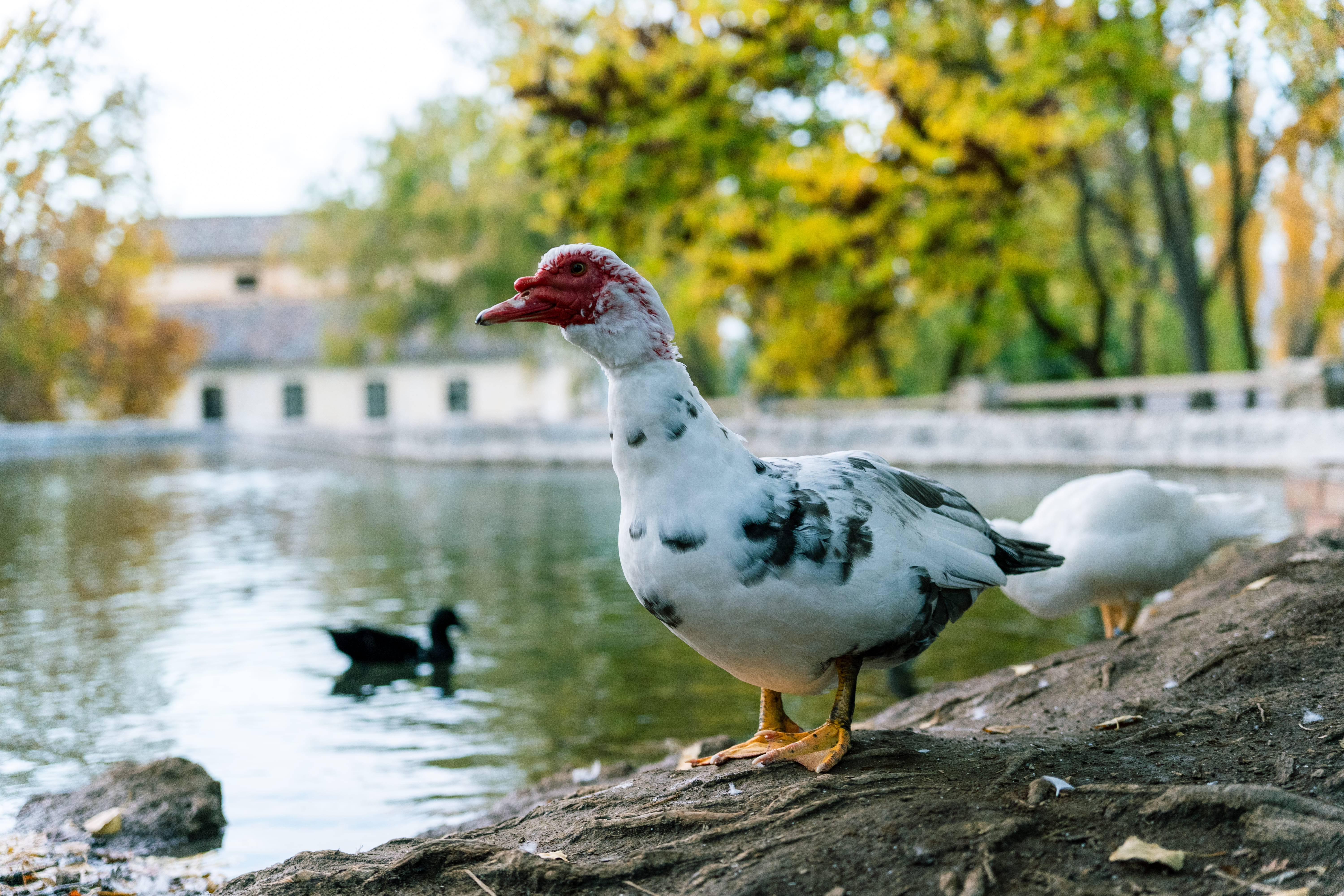 Primer plano de un pato blanco con manchas oscuras y cabeza rojiza, posado sobre una roca junto a una lámina de agua tranquila; al fondo se ven otros patos y árboles con tonos otoñales.