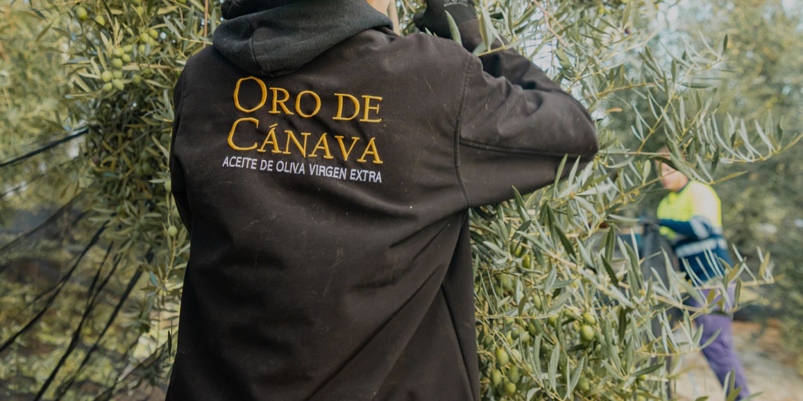 Persona trabajando en la recolección de aceituna entre las ramas de un olivo, con una sudadera de Oro de Cánava y aceitunas verdes visibles en el árbol.