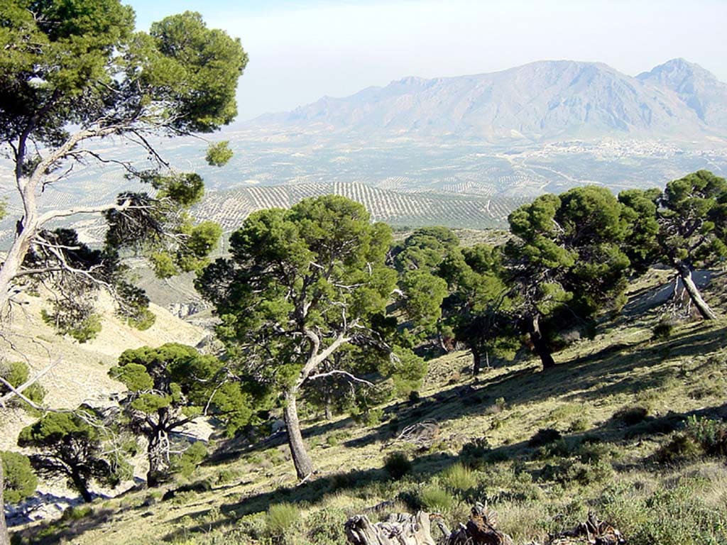 Ladera de montaña cubierta de pinos dispersos, con vistas abiertas a un amplio valle de cultivos y sierras al fondo. La escena combina arbolado, relieve y un horizonte montañoso envuelto en una ligera bruma.