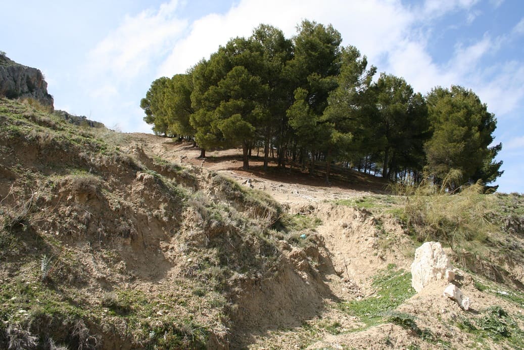 sendero de tierra con pinares al fondo