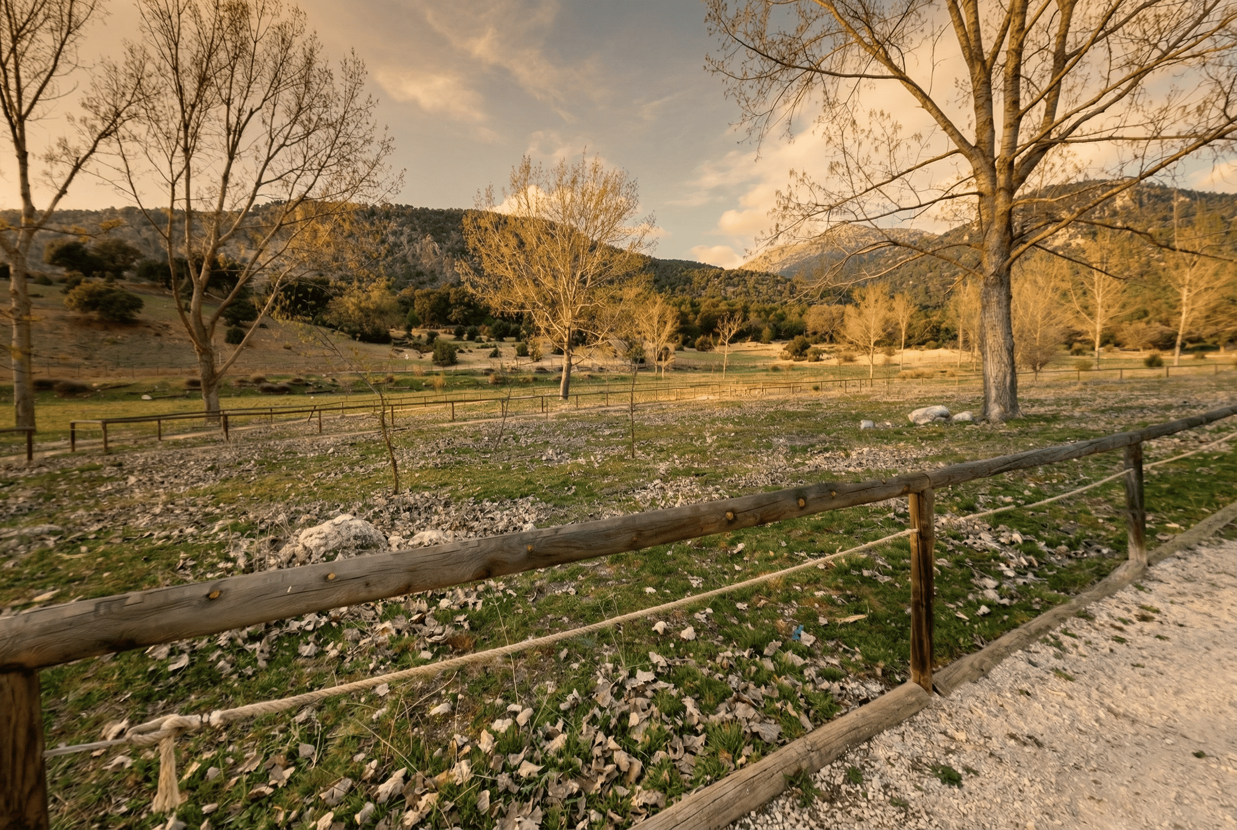 Pradera abierta rodeada de árboles de tronco alto y ramas desnudas, vista desde un camino delimitado por una valla de madera. Al fondo se extienden suaves laderas y montañas bajo una luz cálida que aporta una atmósfera tranquila.