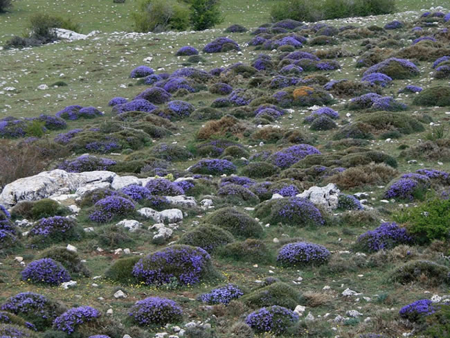 Refugio Campo del Espino - Pontones