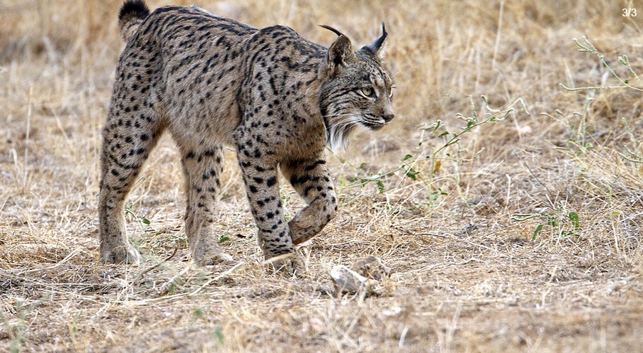 Lince Ibérico