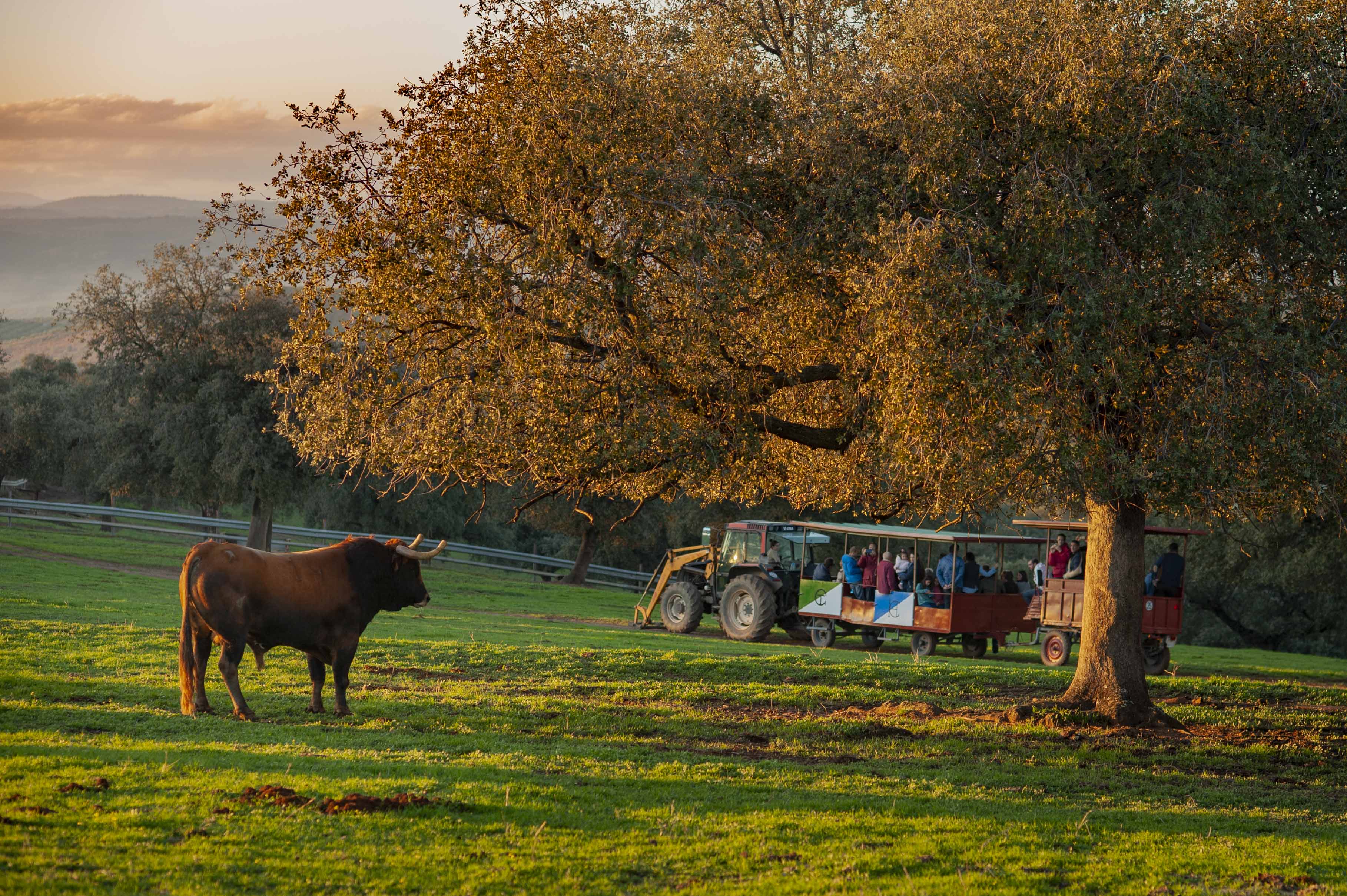 Visita guiada a la ganadería