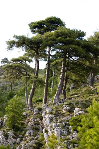 pinar-laricios-o-salgarenos