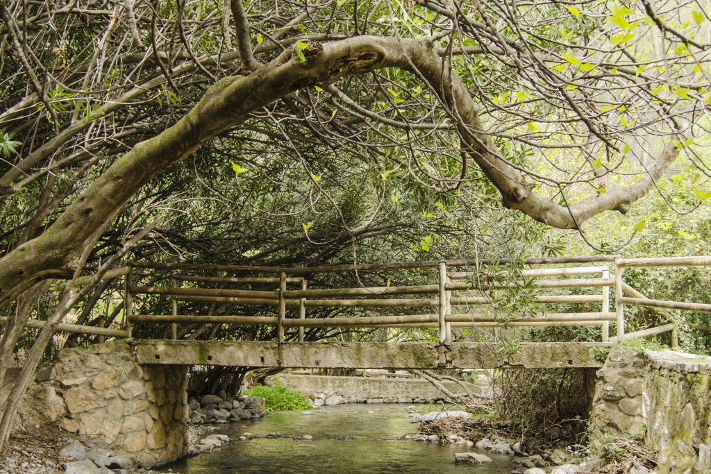 Adelfar del río Cuadros